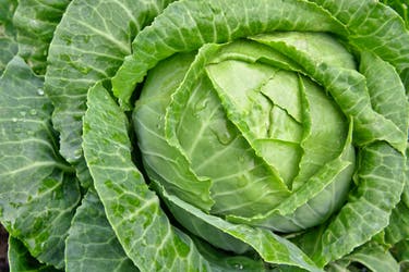 <p>Cabbage: ancient, unfashionable and now improbably trendy</p>