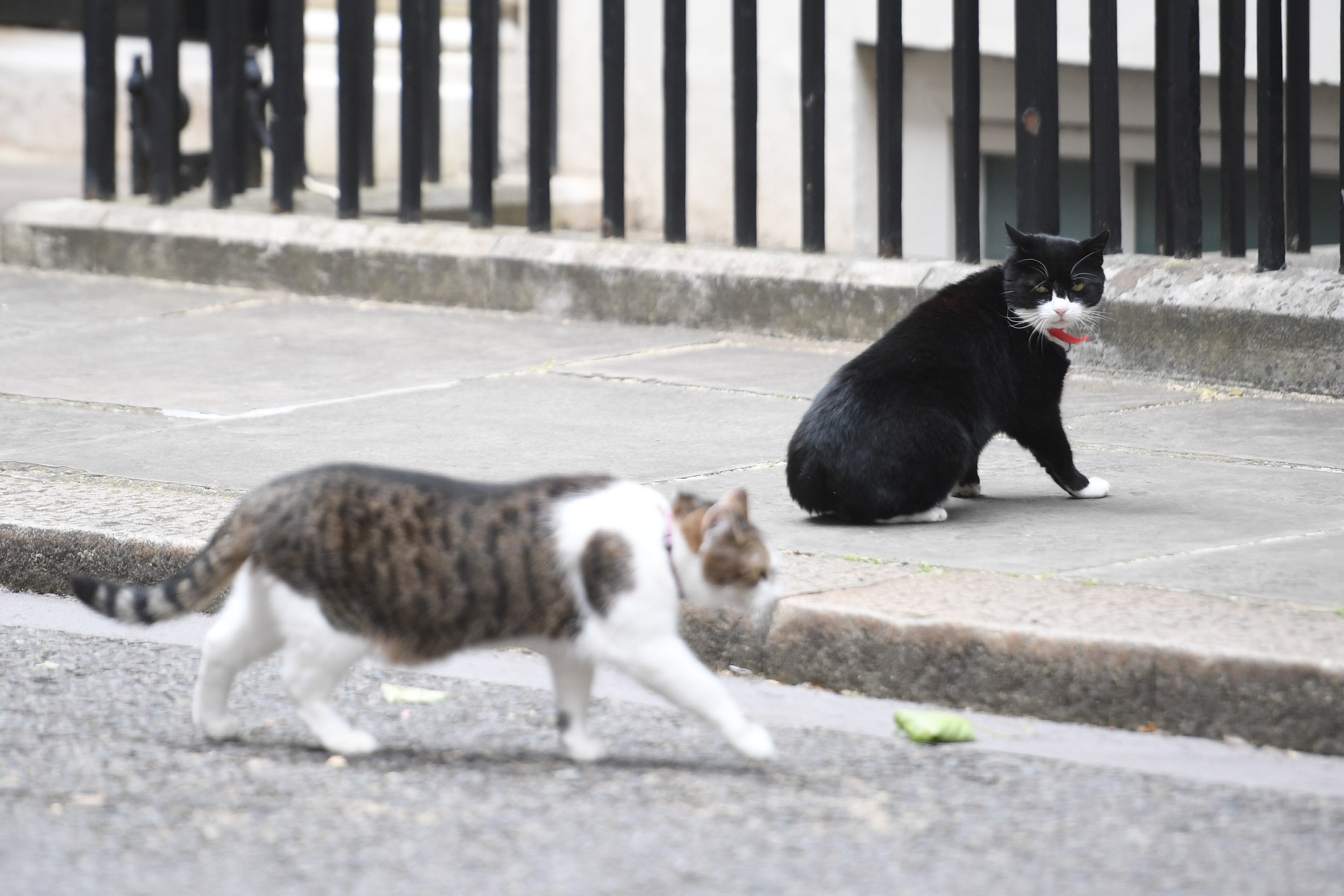 Palmerston’s former rival Larry the Cat paid tribute to his one-time foe