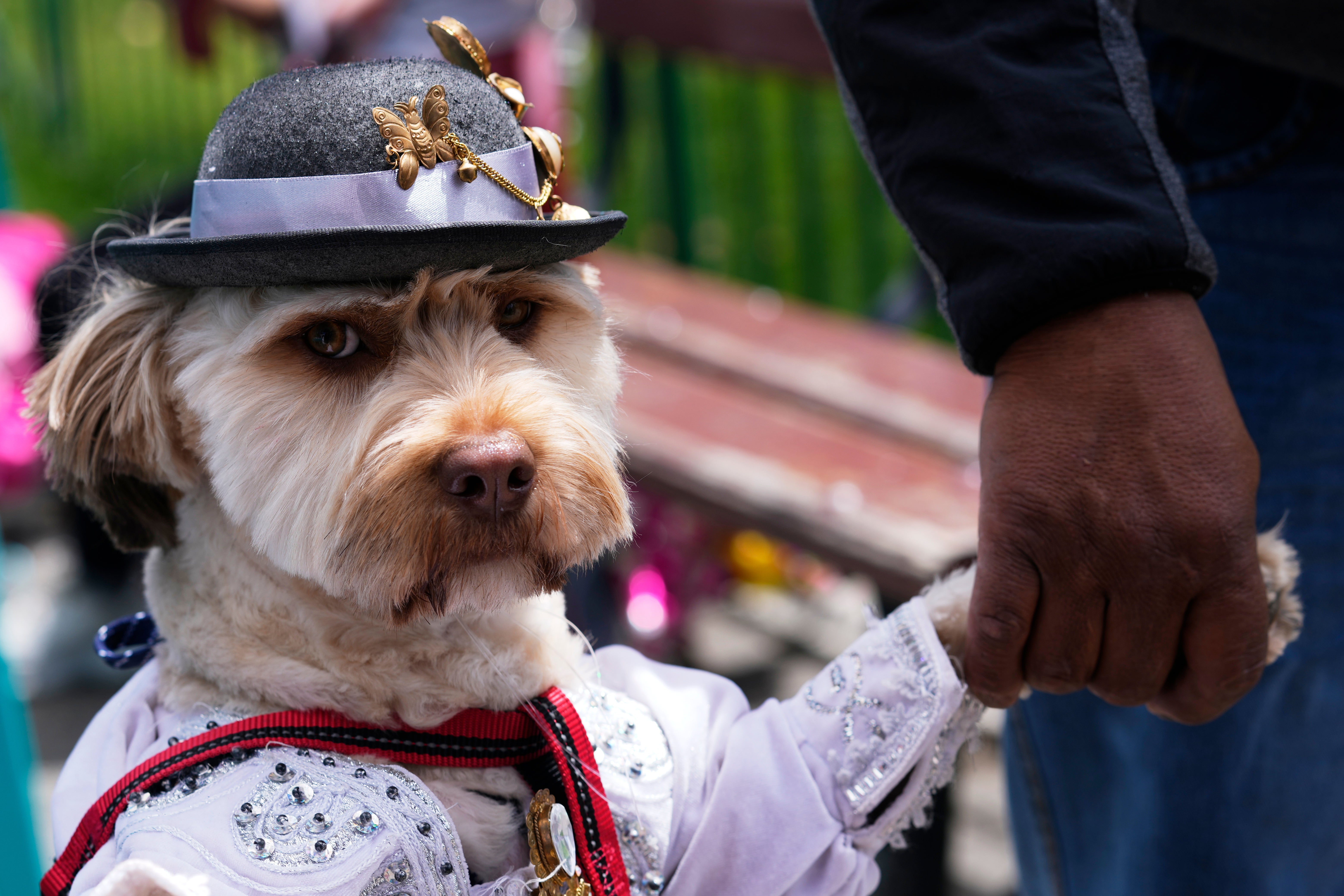 APTOPIX Bolivia Carnival Dogs