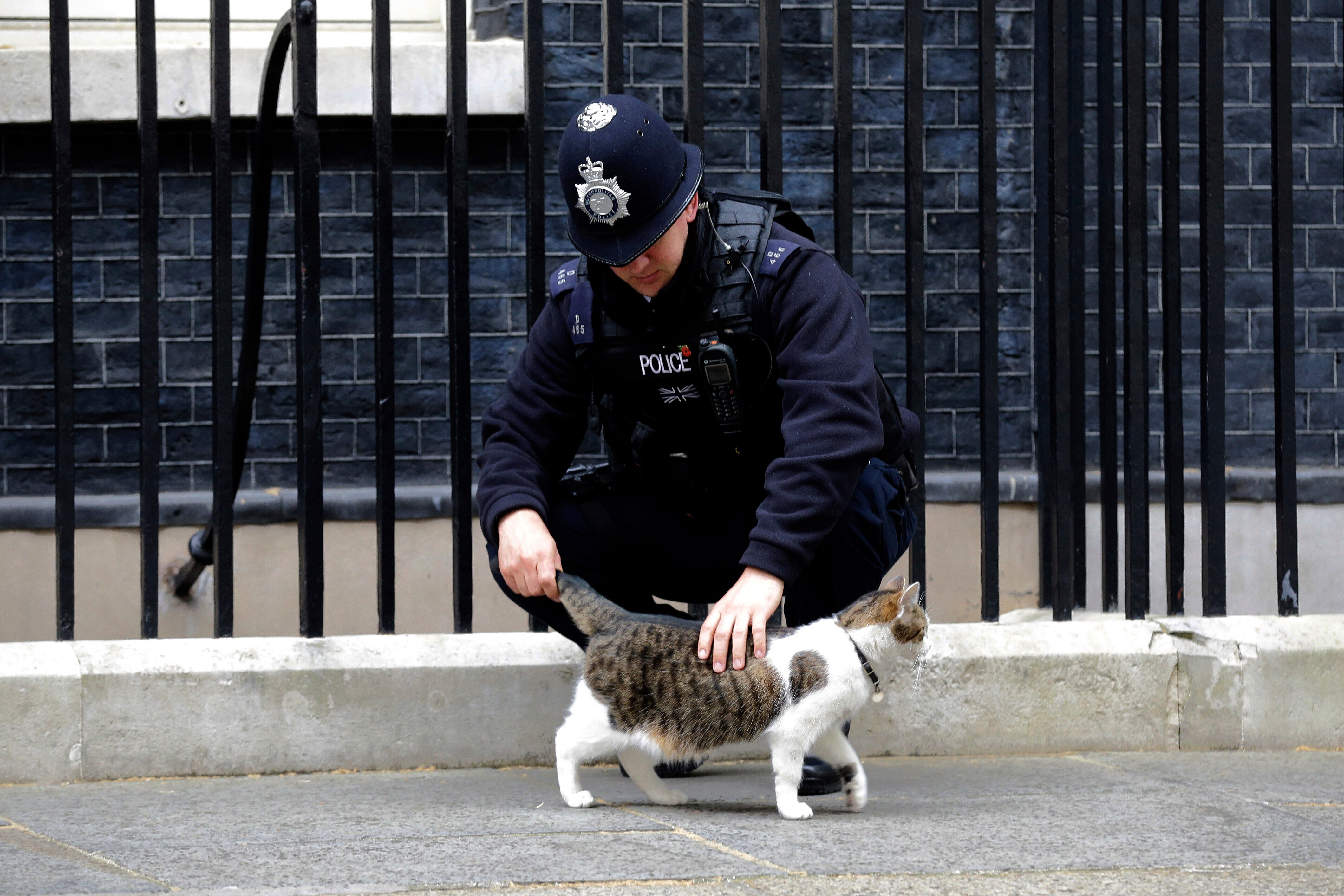 Britain Larry The Cat Photo Gallery