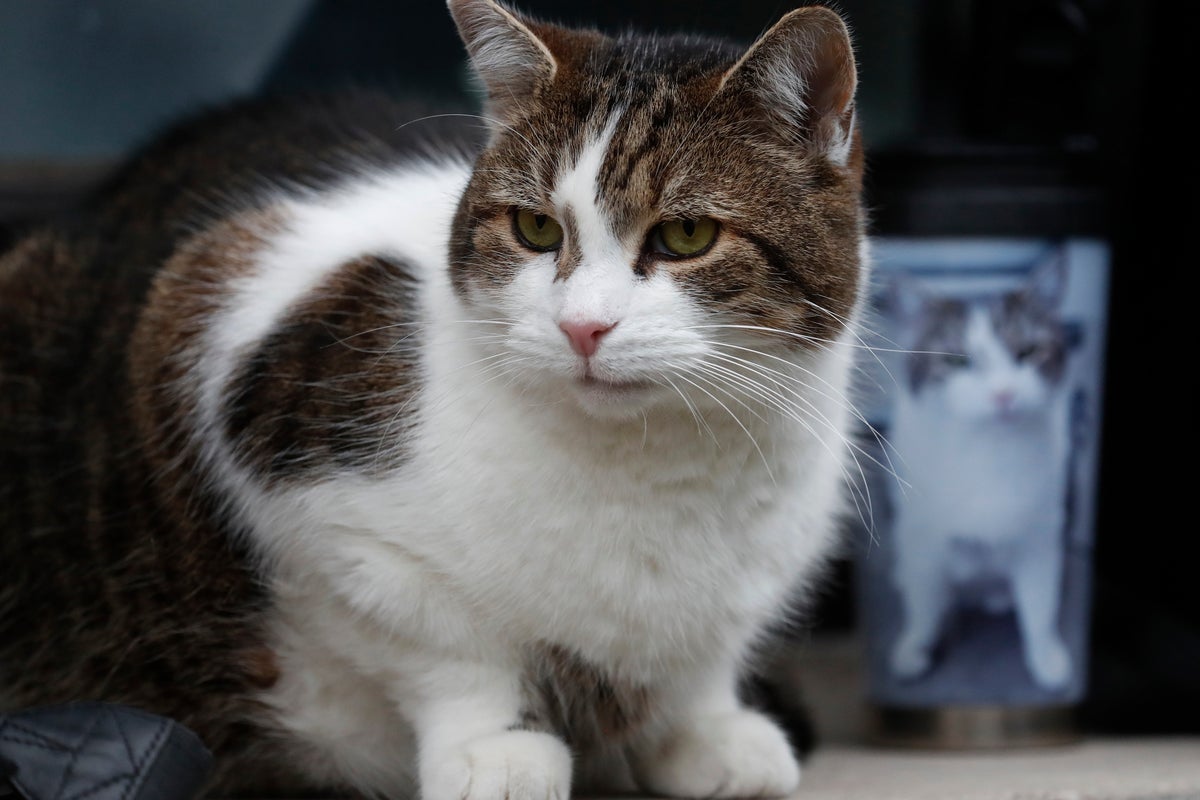 Larry the Cat celebrates 15 years at Downing Street