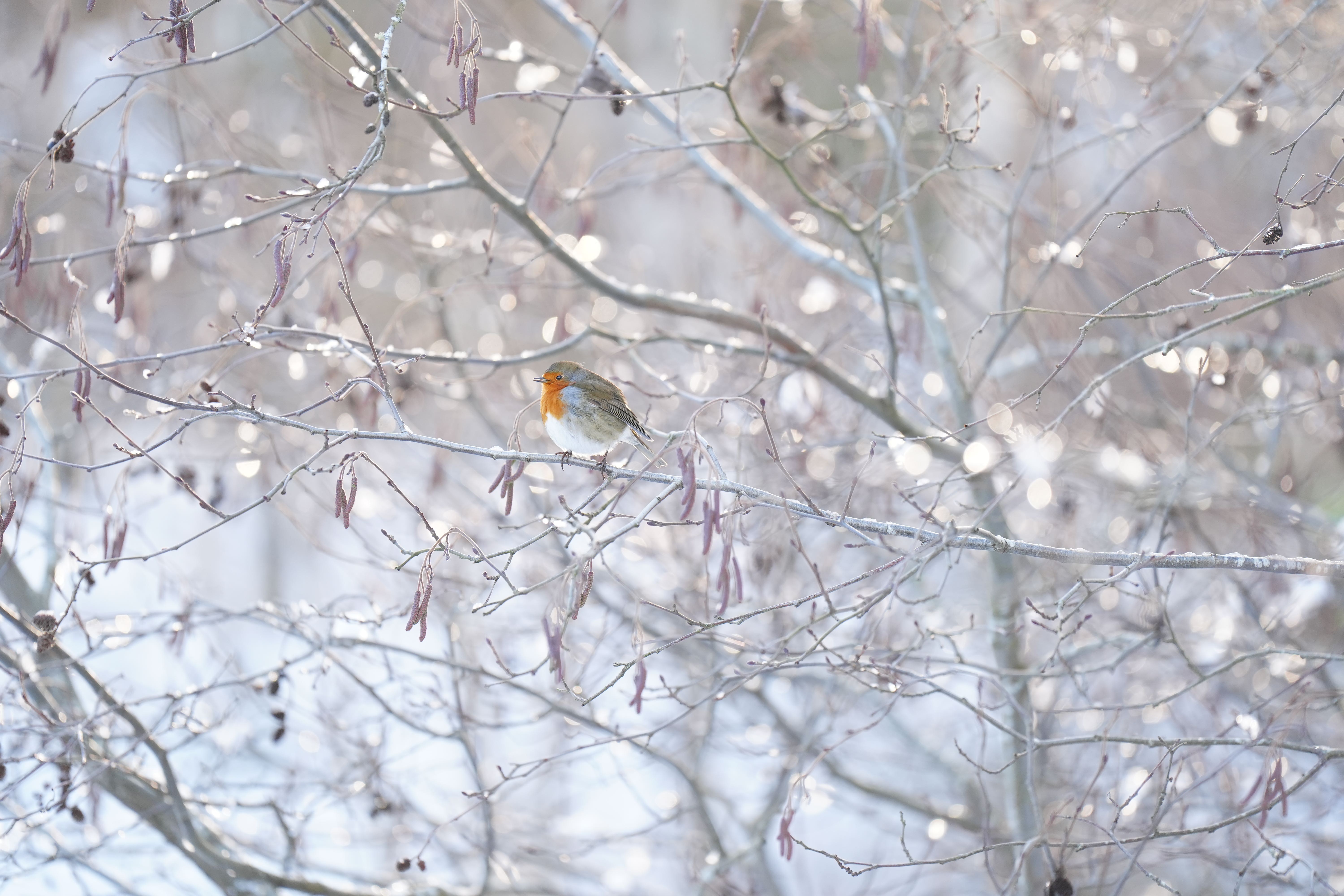 An ice warning is in force across parts of the UK (Jane Barlow/PA)