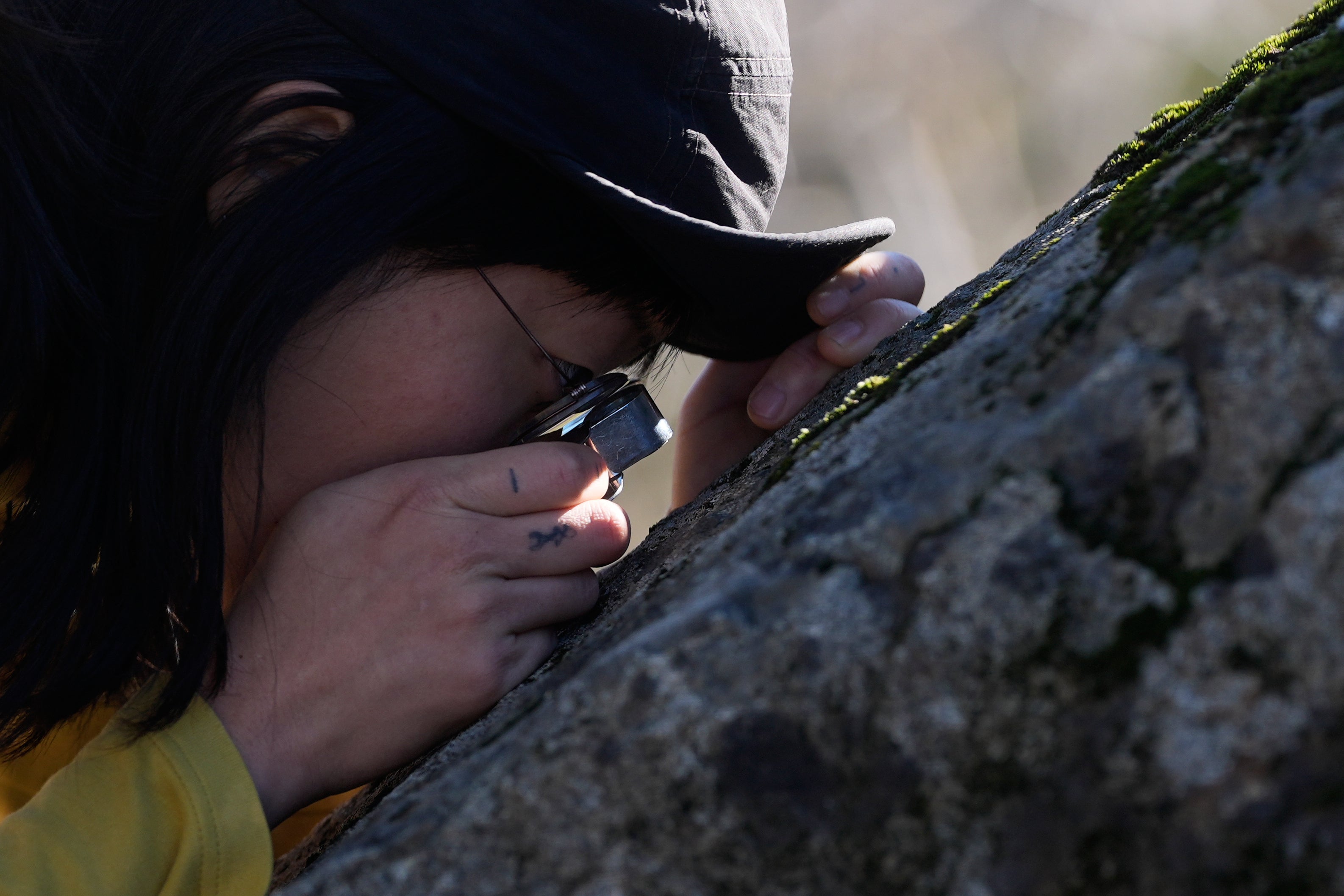 Gina Min, a member of the California Lichen Society, looks closely at lichen on a large rock