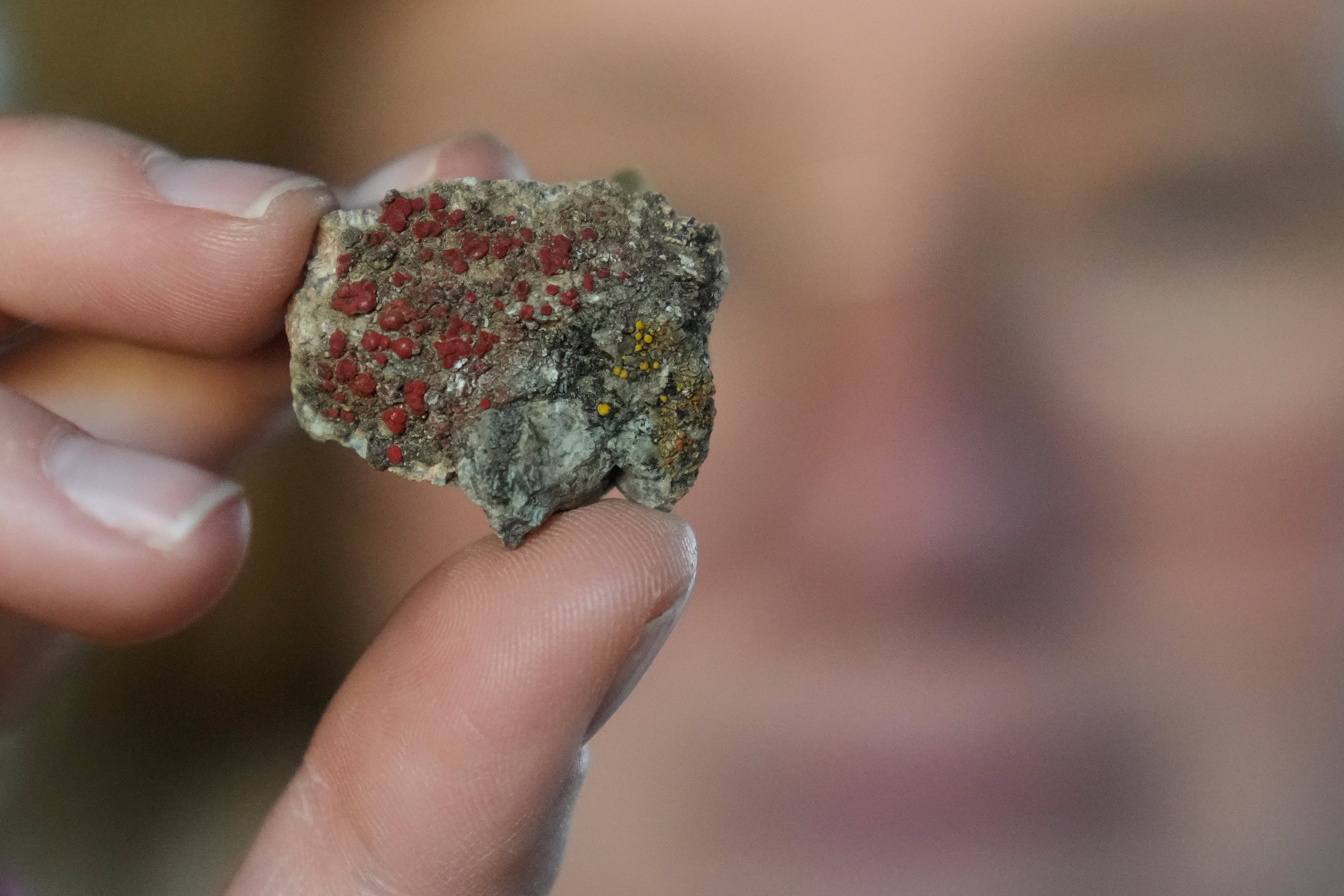 Jessica Allen, of the California Lichen Society, holds up a firedot lichen found during a CALS field trip