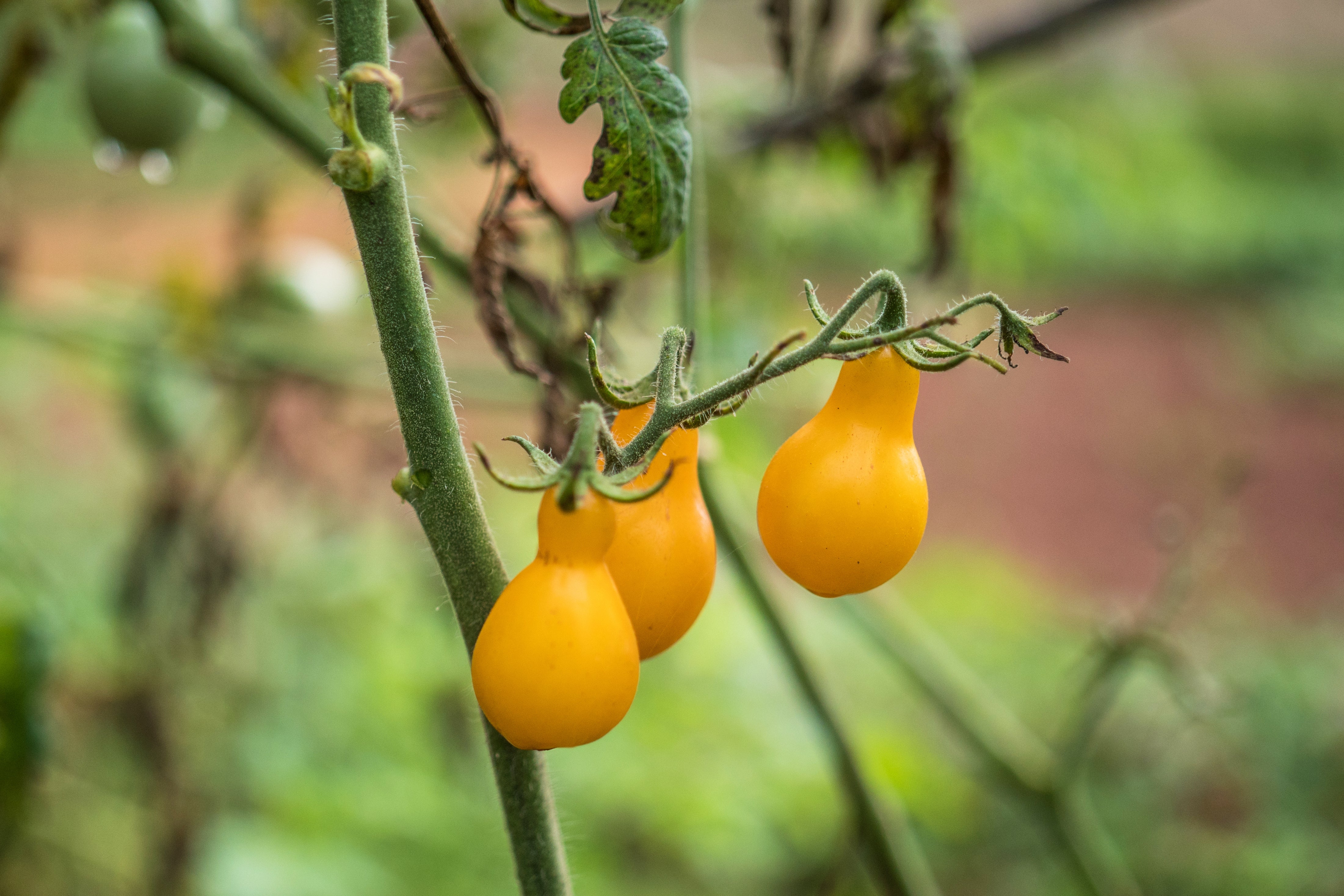 Gardening - Tomatoes