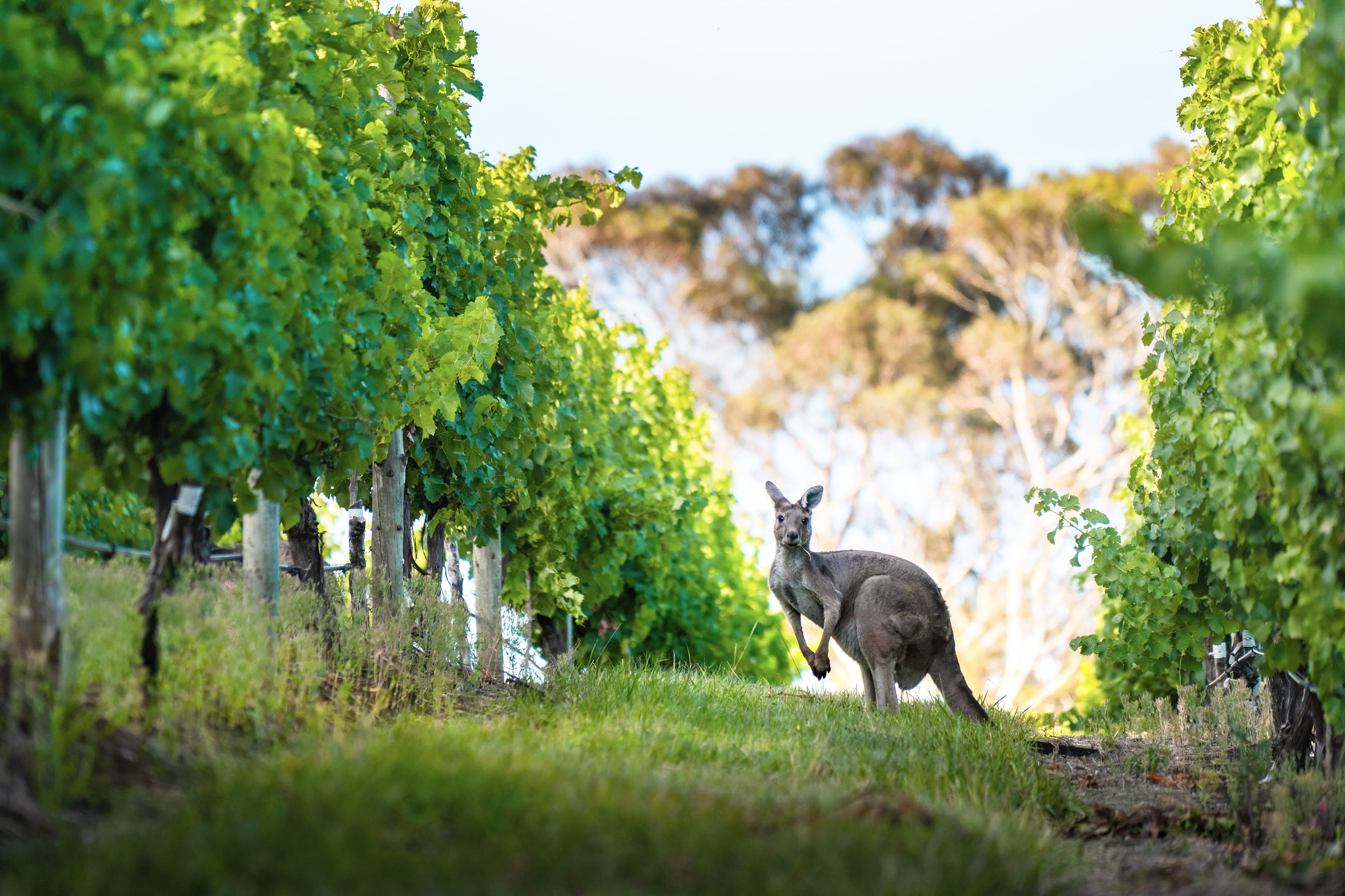 A kangaroo hops between the vines at The Lane Vineyard