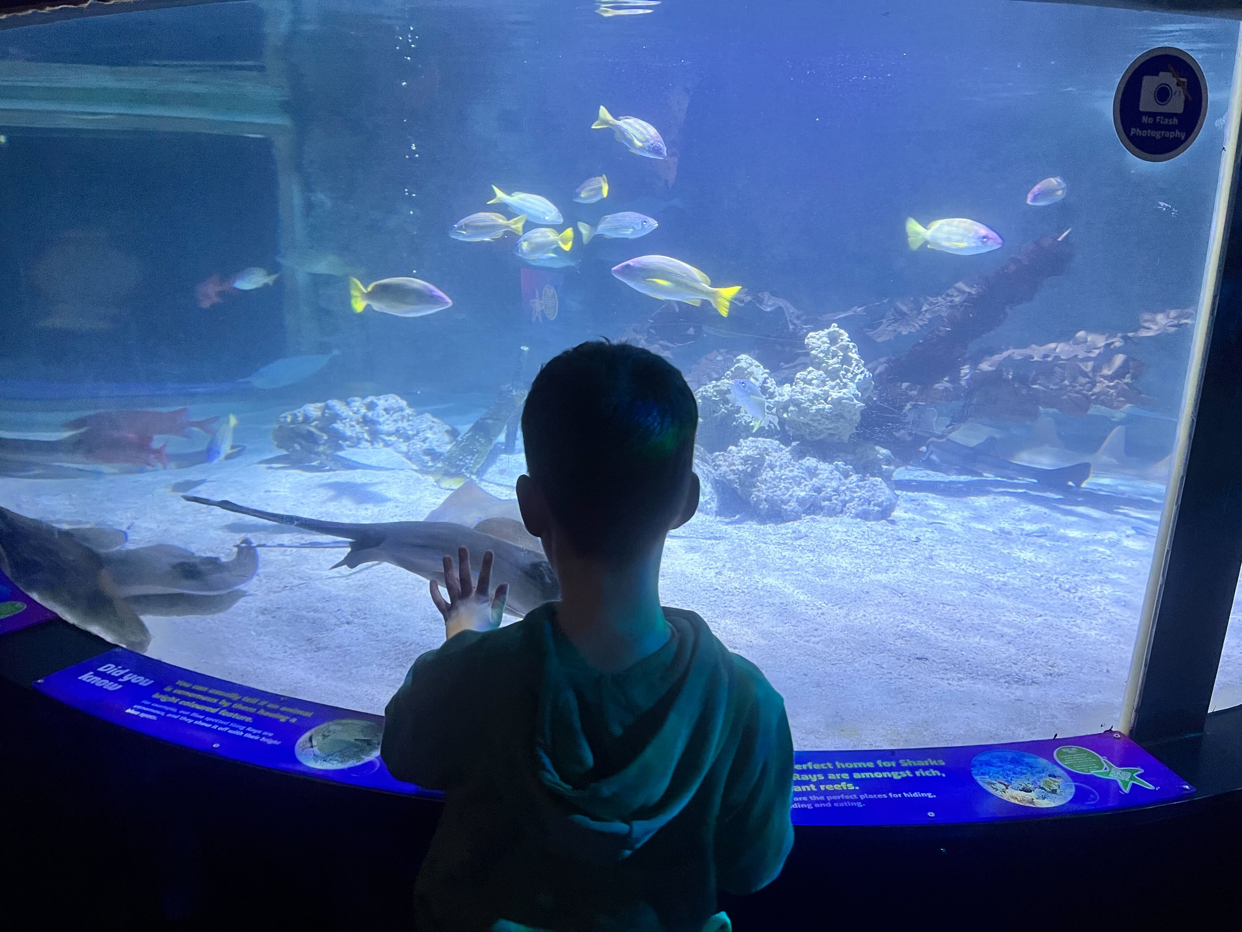 Tanks are filled with everything from bright tropical fish and stingrays to sharks, jellyfish and turtles