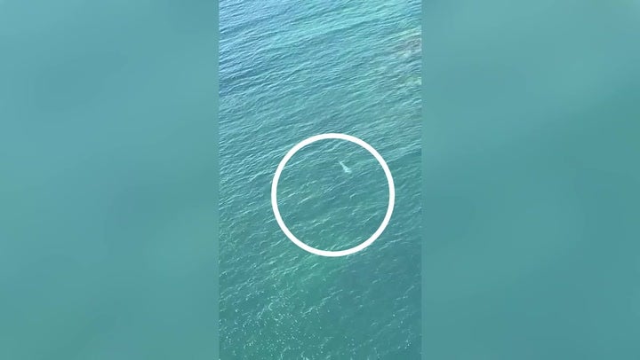 <p>Divers flee as 4.5m Great White Shark circles metres away</p>