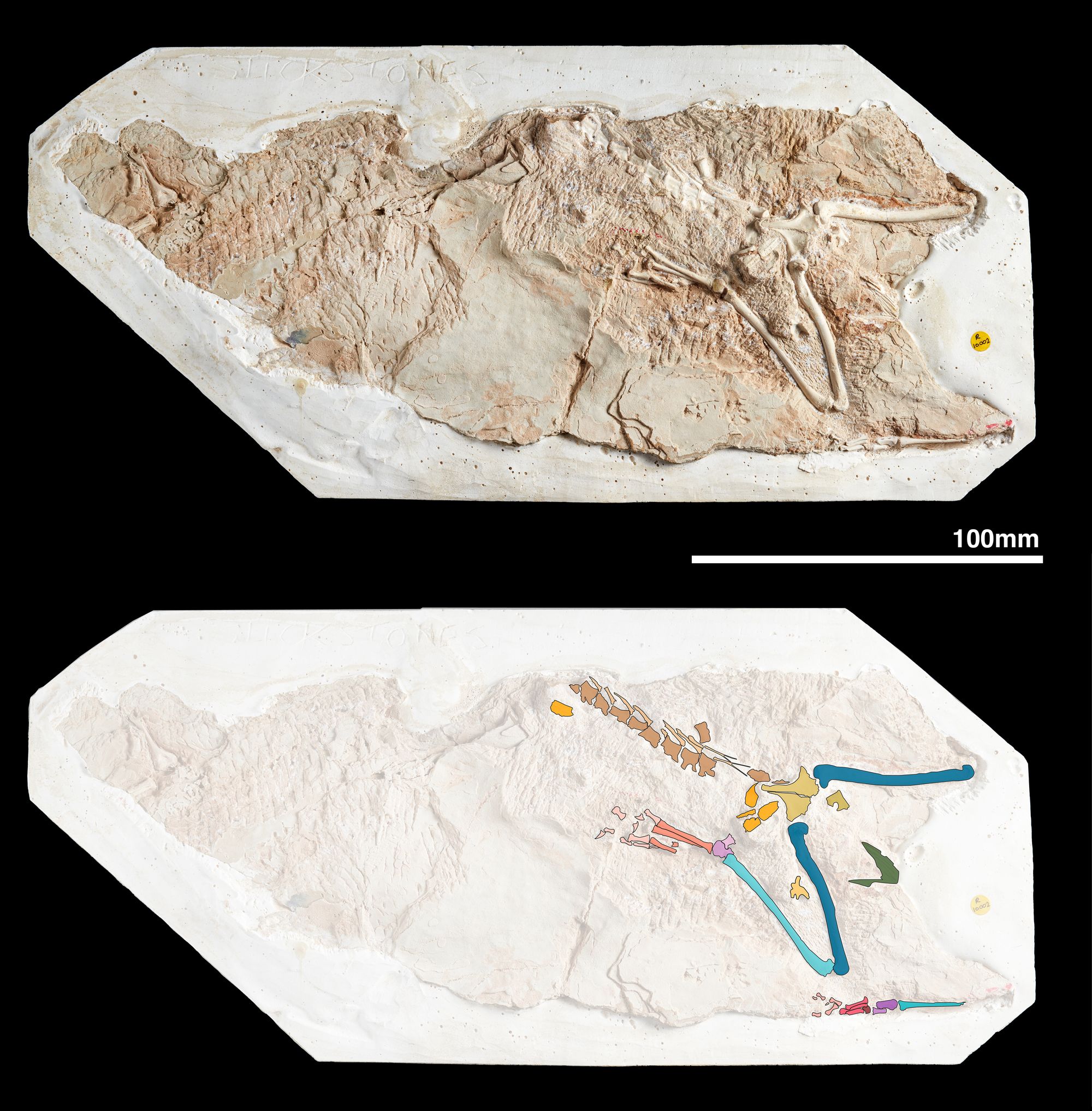 A Galahadosuchus jonesi fossil