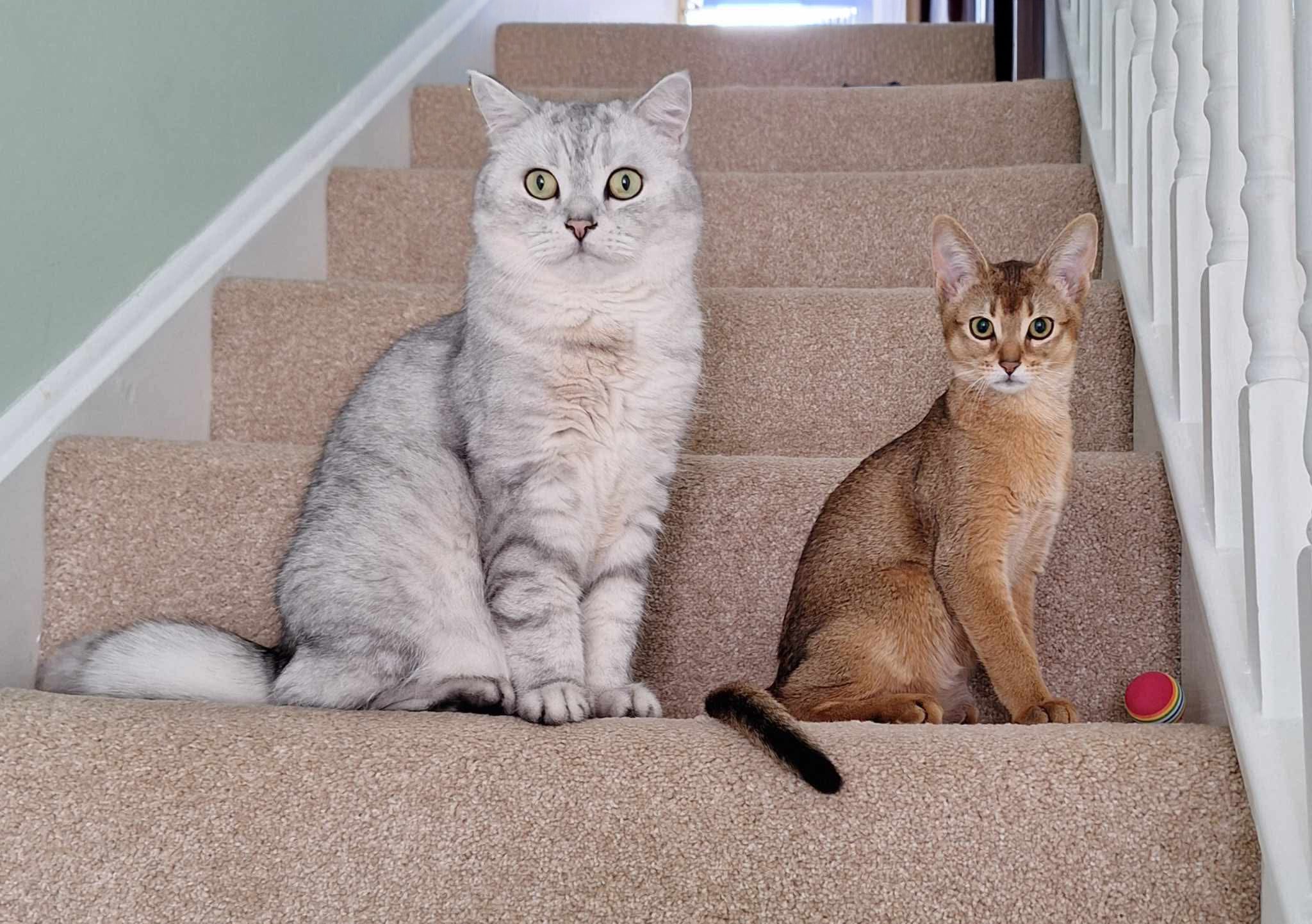 Scientists discovered the genetic changes that drive cancer formation in cats are similar to those seen in humans.