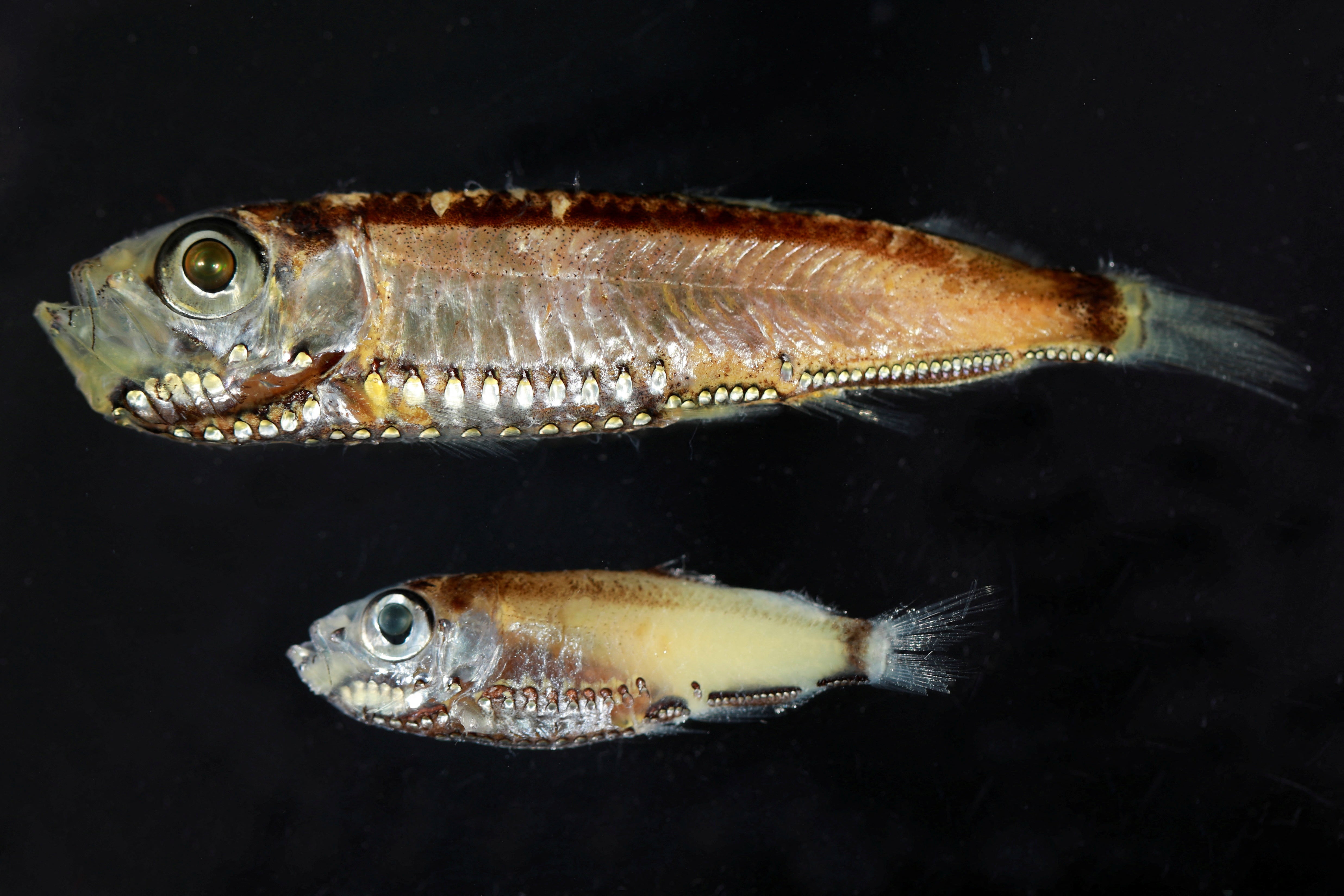 Two deep-sea fish species, Maurolicus muelleri and Maurolicus mucronatus from the Red Sea, that have hybrid photoreceptors in their eyes as larvae and adults