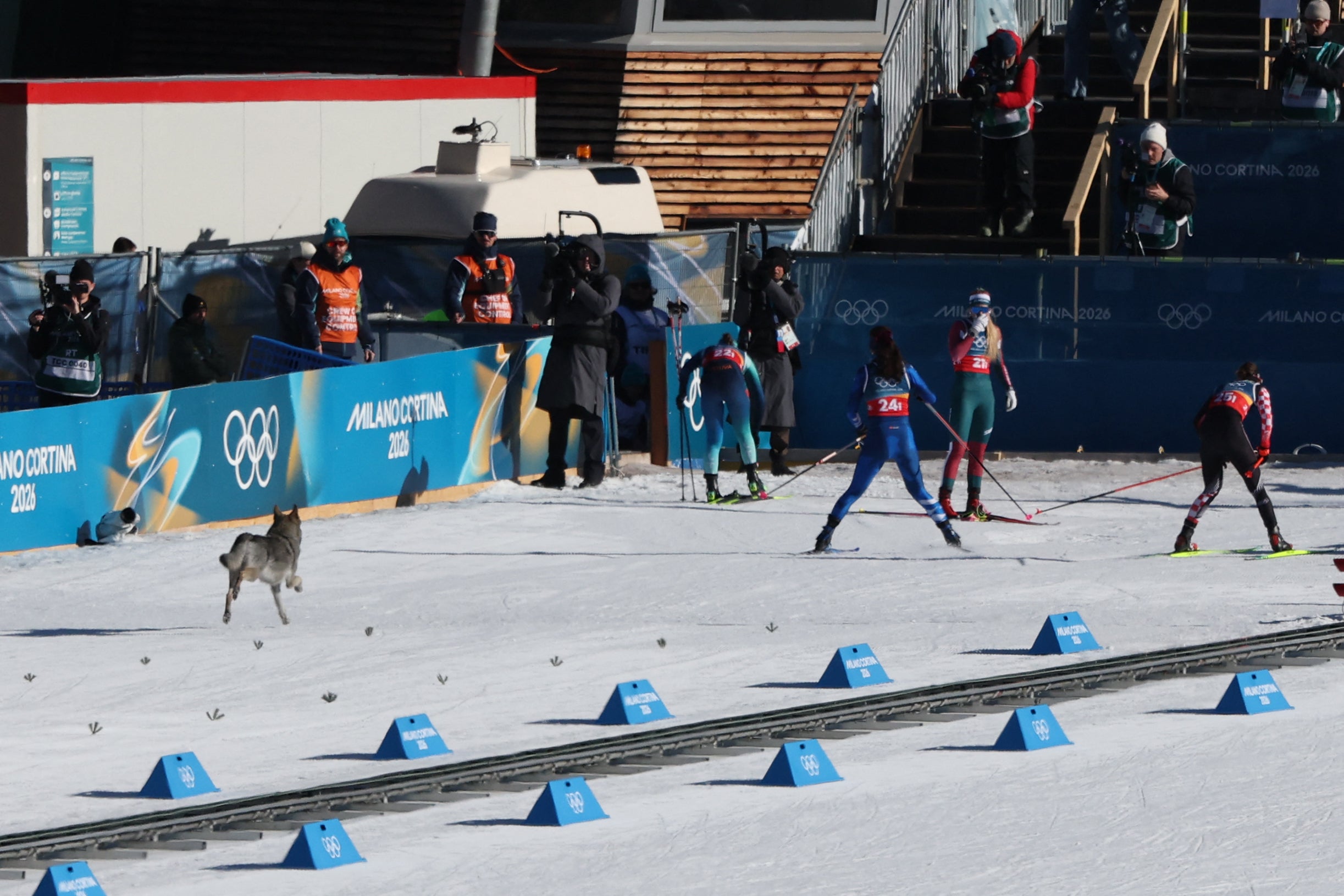 A dog wanders on the ski trail during the women's team cross country free sprint qualification event
