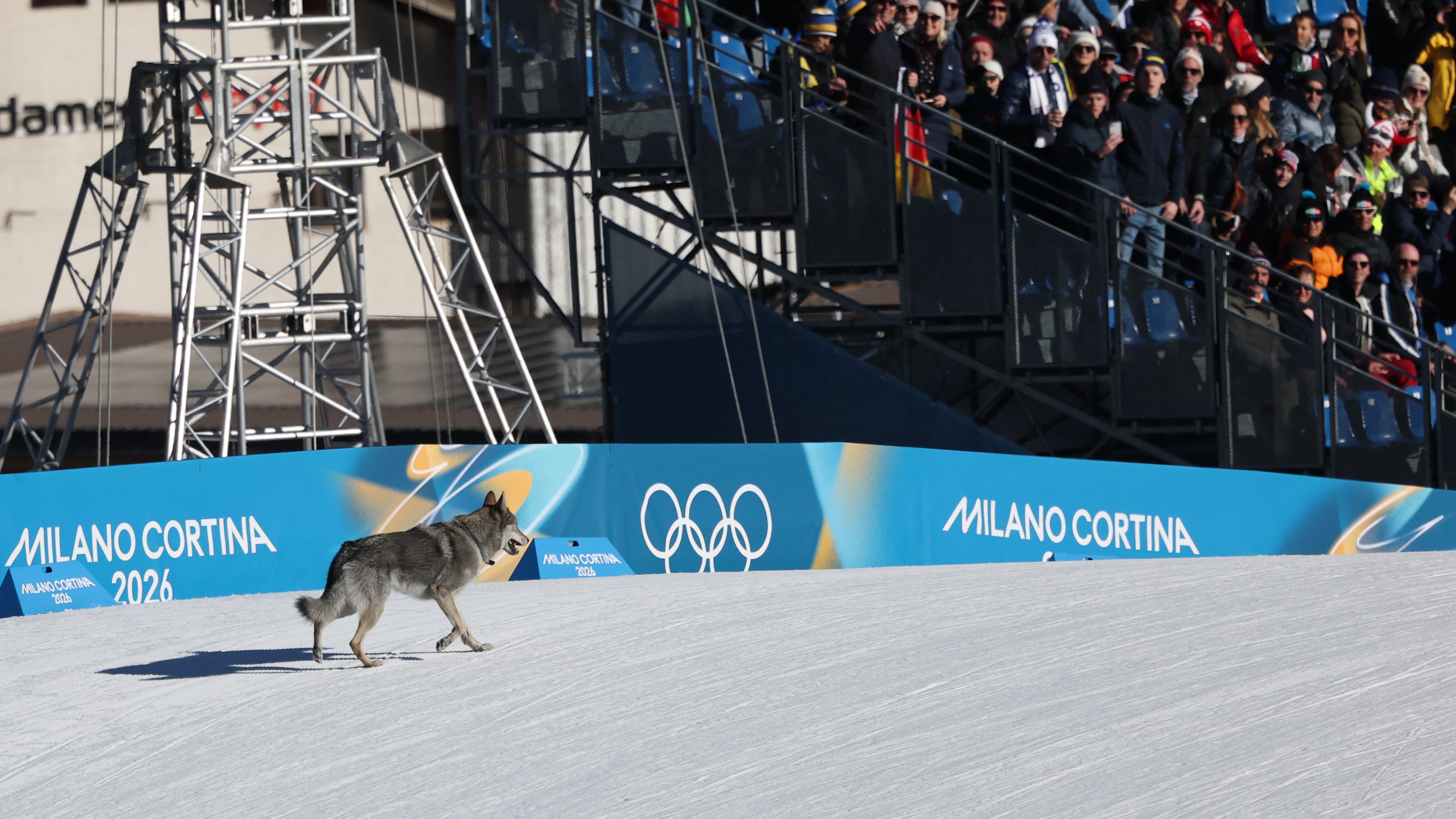 A dog wanders on the ski trail during the women's team cross country free sprint qualification event