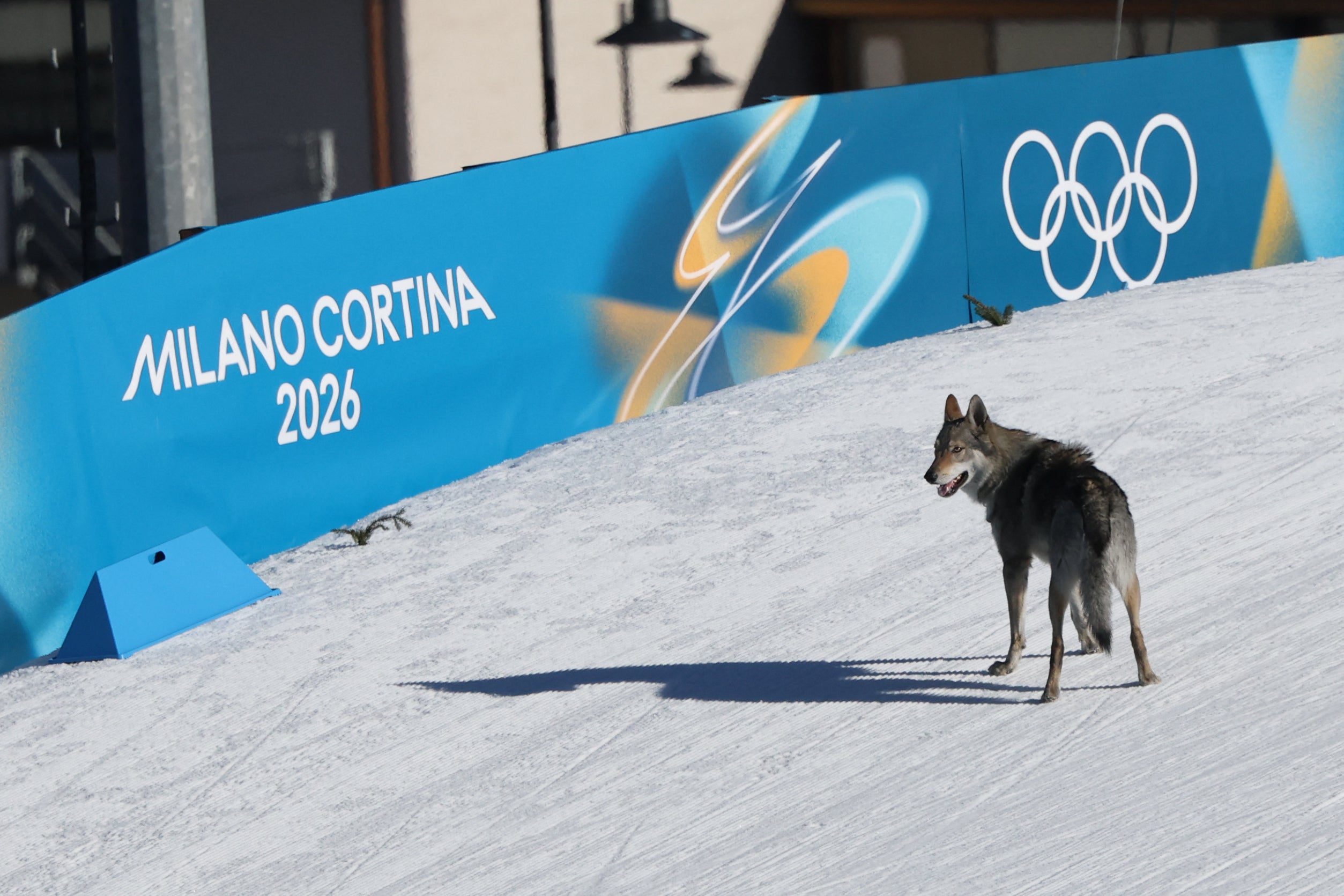 A dog wandered onto the course during an Olympic race on Wednesday