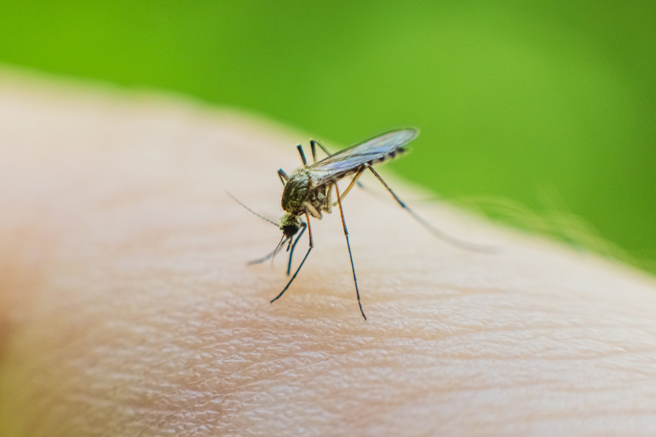 Two chikungunya vaccines are available in the UK