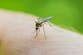 What is chikungunya virus? Symptoms and advice after European transmission warning