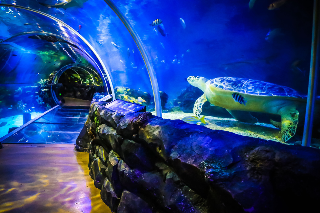 Legoland Discovery Centre and Sea Life Centre are a stone’s throw away from each other