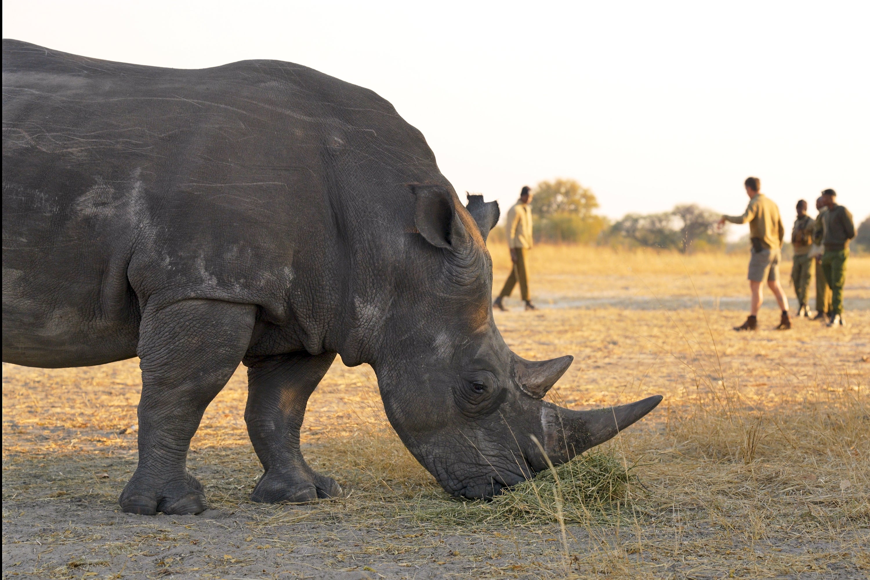 The intervention was vital for the Community Rhino Conservation Initiative, supported by Imvelo Safari Lodges, which is working to reintroduce southern white rhinos to communal lands in Zimbabwe for the first time