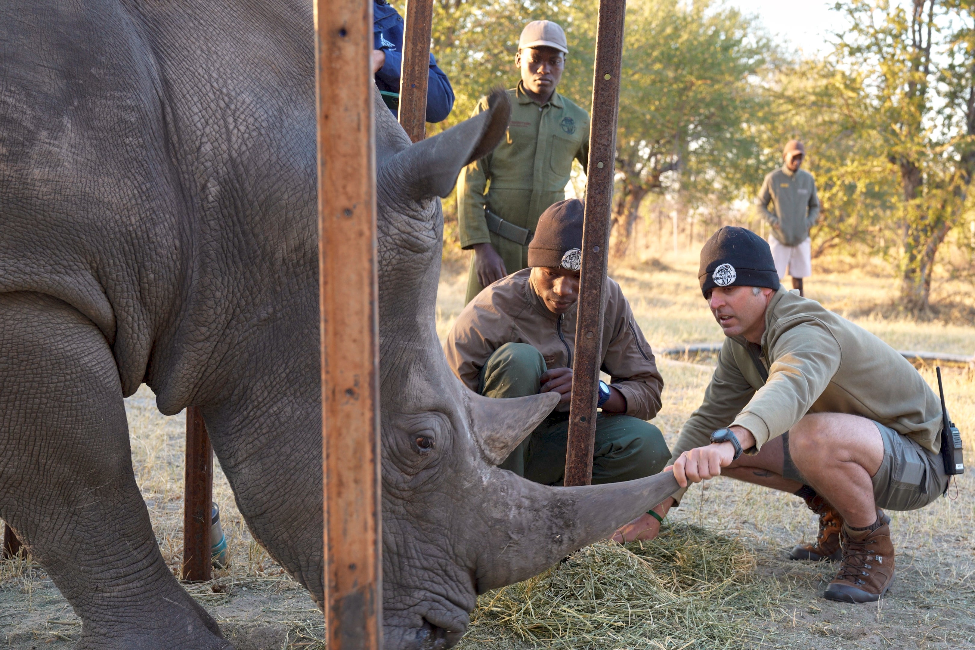<p>The intervention was vital for the Community Rhino Conservation Initiative, supported by Imvelo Safari Lodges, which is working to reintroduce southern white rhinos to communal lands in Zimbabwe for the first time</p>