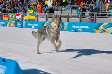 Loose dog makes Olympic cameo on the cross-country ski course at the Milan Cortina Games
