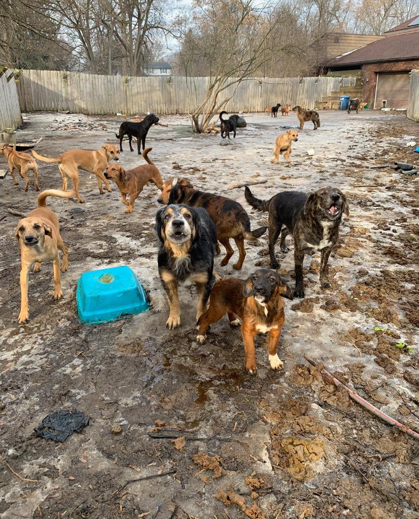 Aside from the 61 dogs and 3 cats rescued, 26 dogs and a cat were found dead at the home, according to authorities