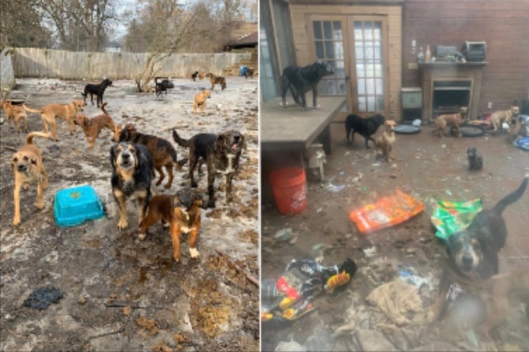 <p>More than 60 dogs have been rescued from a 'physically revolting' house of horrors in Michigan, as dozens more animals were found dead, according to authorities</p>