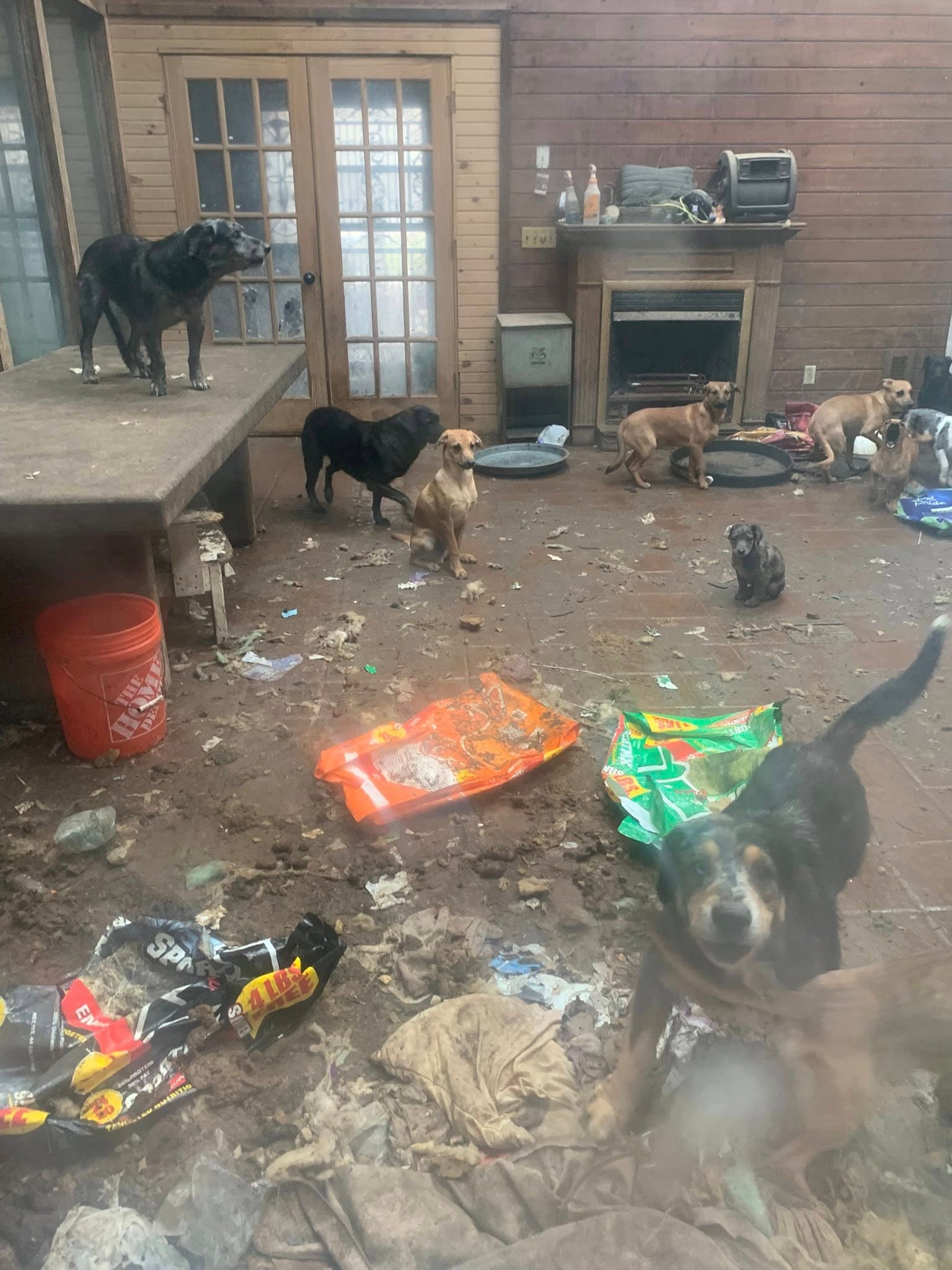 More than 60 dogs have been rescued from a 'physically revolting' house of horrors in Michigan, as dozens more animals were found dead, according to authorities