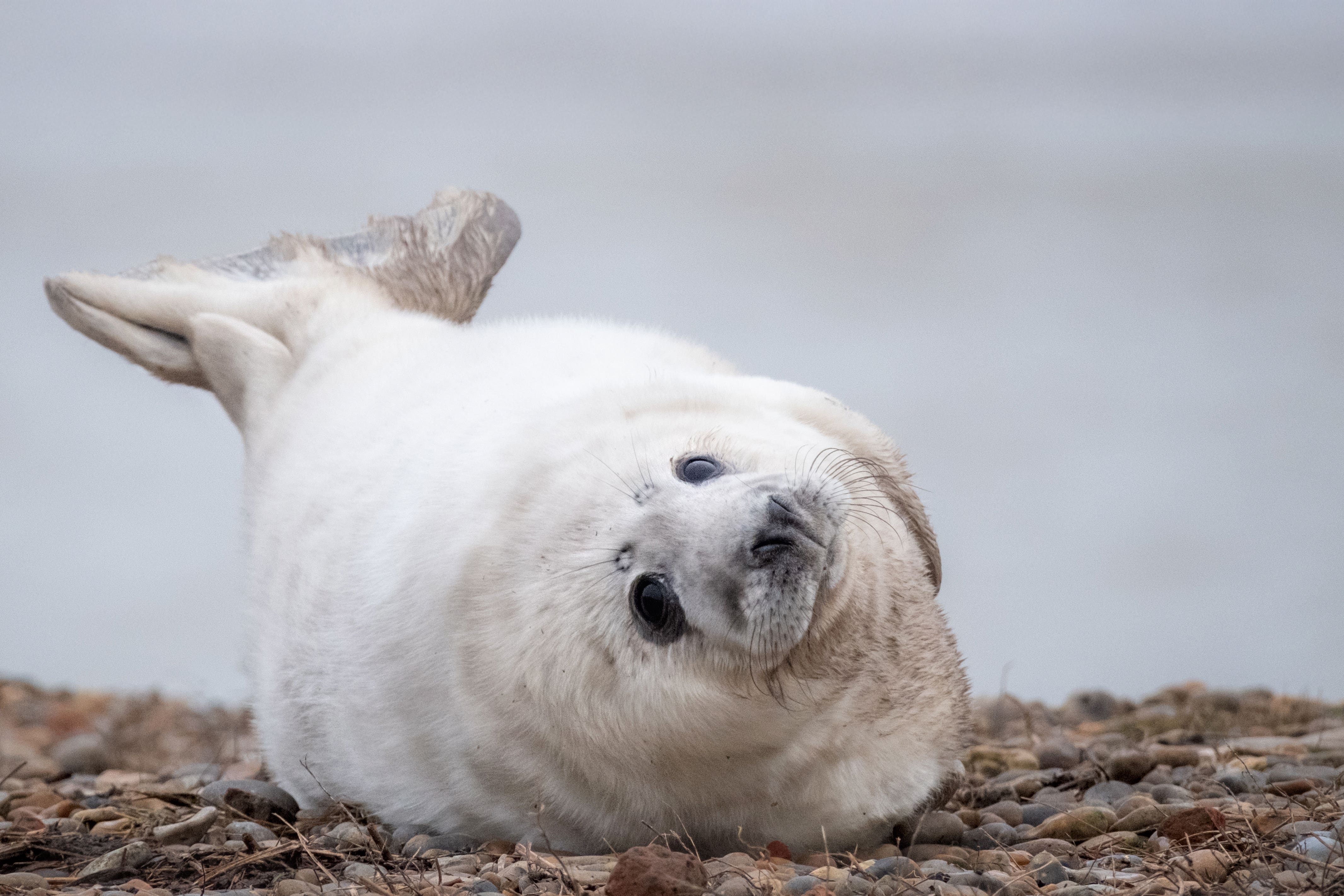 A grey seal pup relaxing on the shingle ridge at Orford Ness, Suffolk, where a record number of pups have been born this year (Hanne Siebers/National Trust Images/ PA)