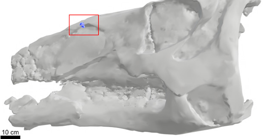 Edmontosaurus skull with embedded T rex tooth