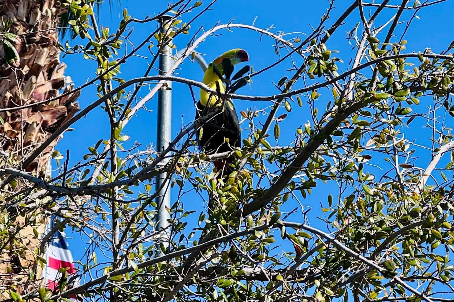Nevada Toucan