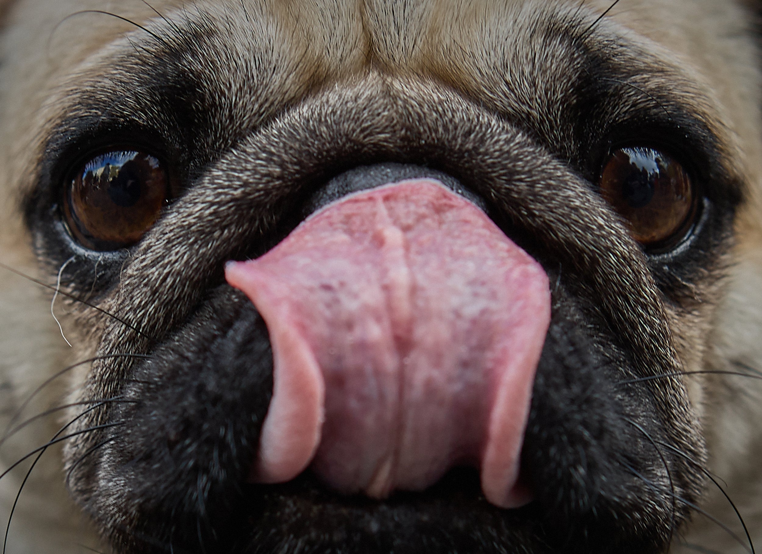 A Pug licks it's nose as it takes part in the "Marche Des Animaux" (Animal Walk) in Paris
