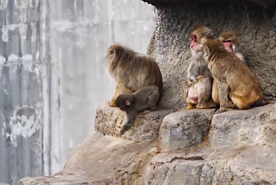 <p>Punch, seen with a new troop. The baby monkey went viral earlier after his own biological mother rejected him, and he was seen holding tightly on to an orangutan plushy</p>