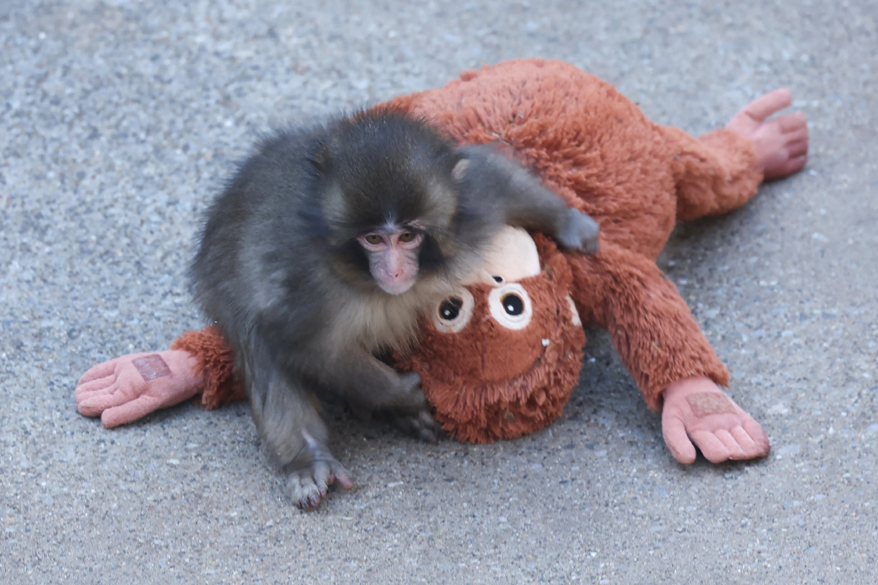 The seven-month-old male macaque monkey named Punch