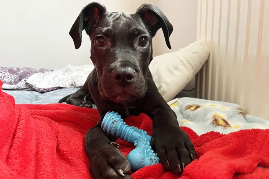 The Dogs Trust and the National Animal Welfare Trsut has worked alongside the RSPCA to rehome a number of the dogs,