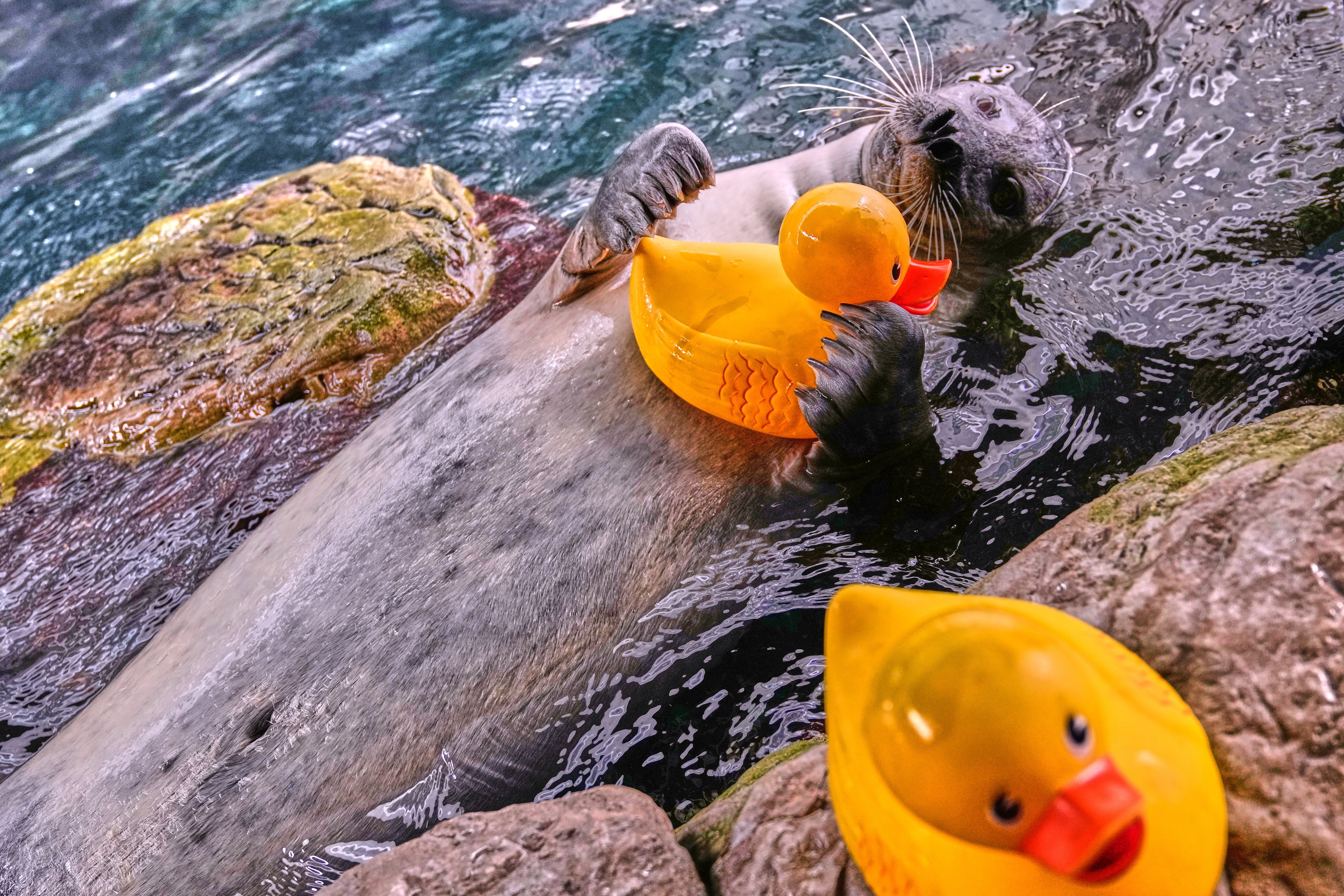 Seal Learning Rubber Duck