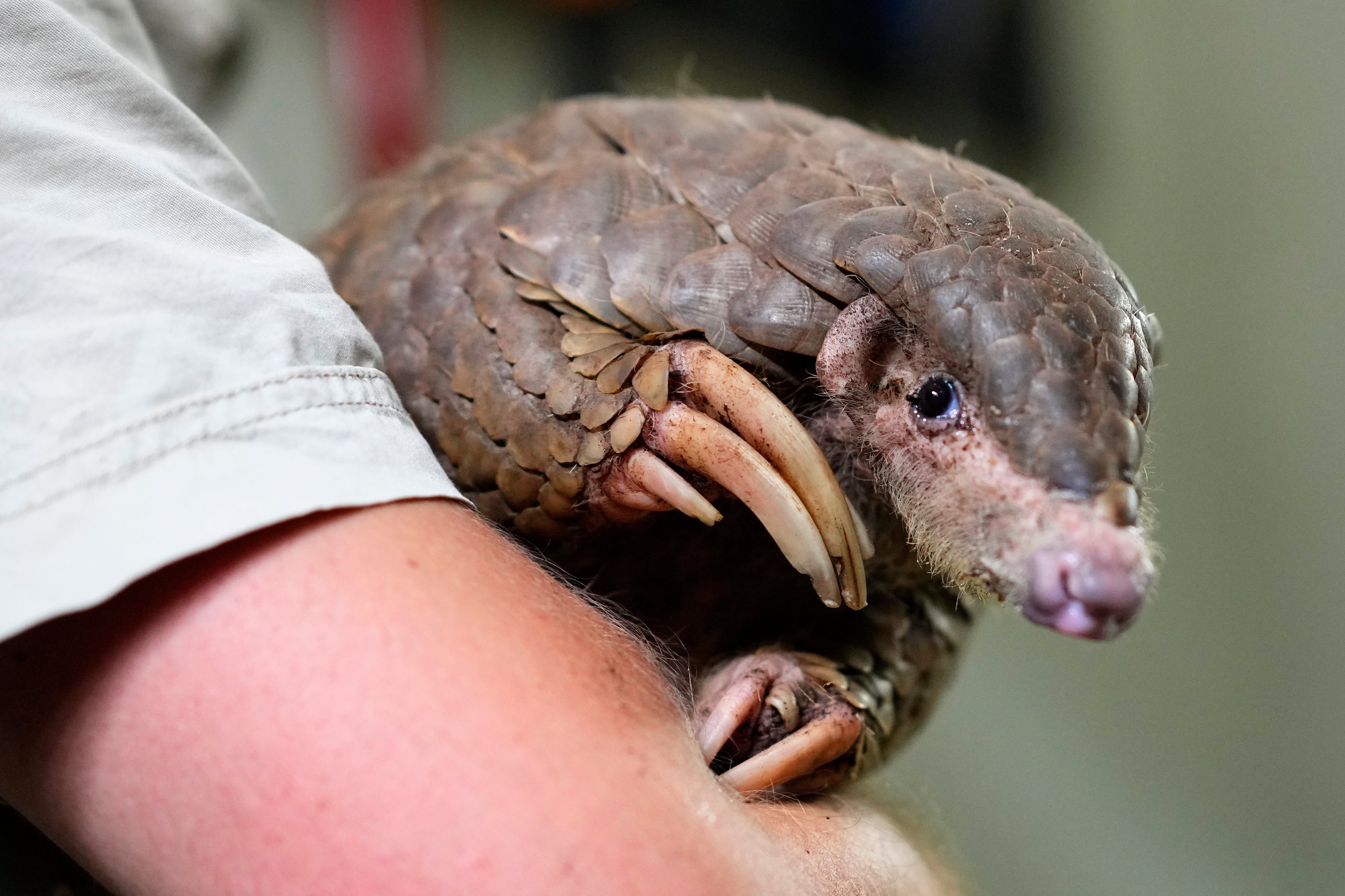 South Africa World Pangolin Day