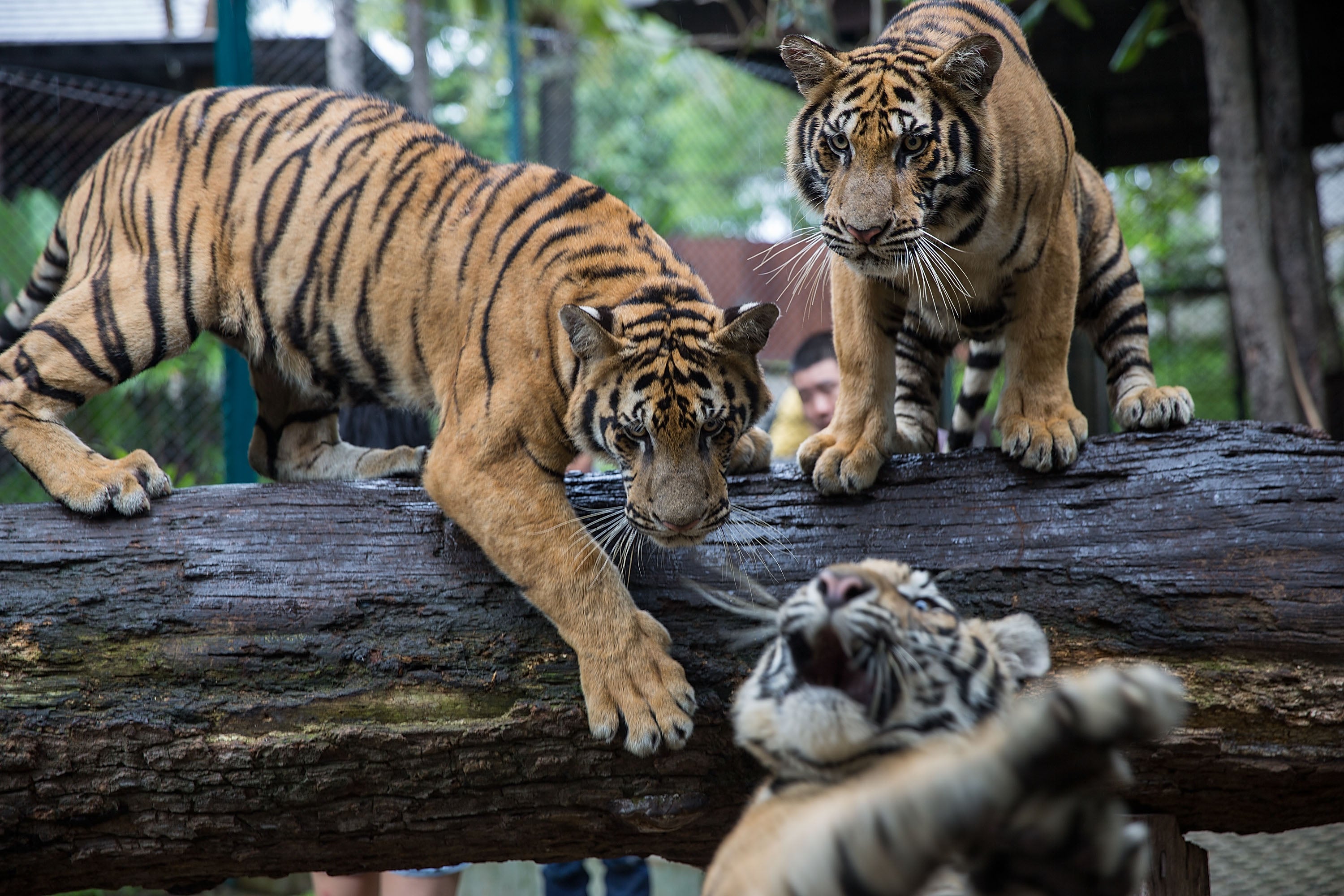 File photo: Tigers play in an enclosure at Tiger Kingdom in Mae Rim, Thailand