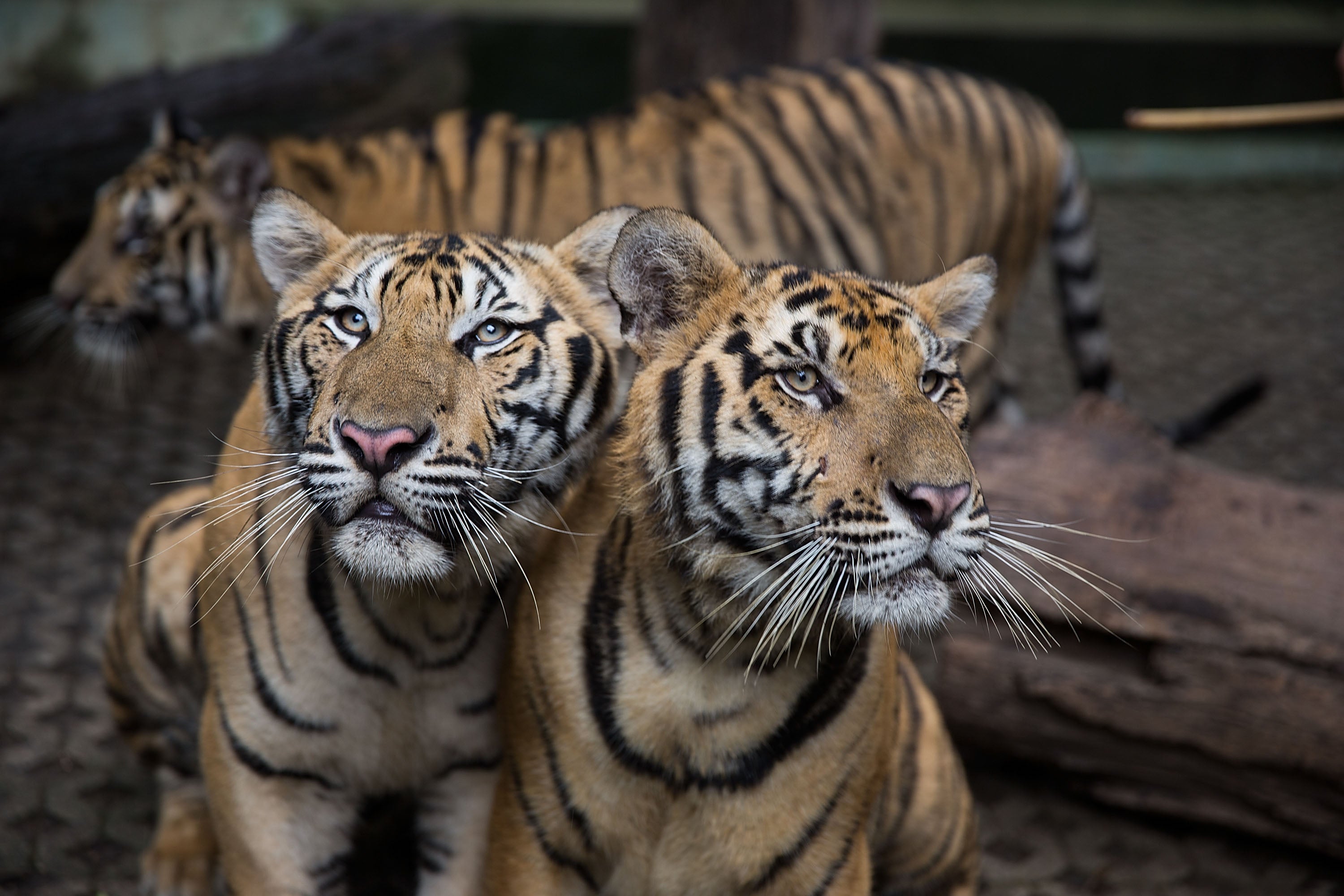 Thailand races to contain outbreak of deadly feline virus after 72 tigers die in tourist parks