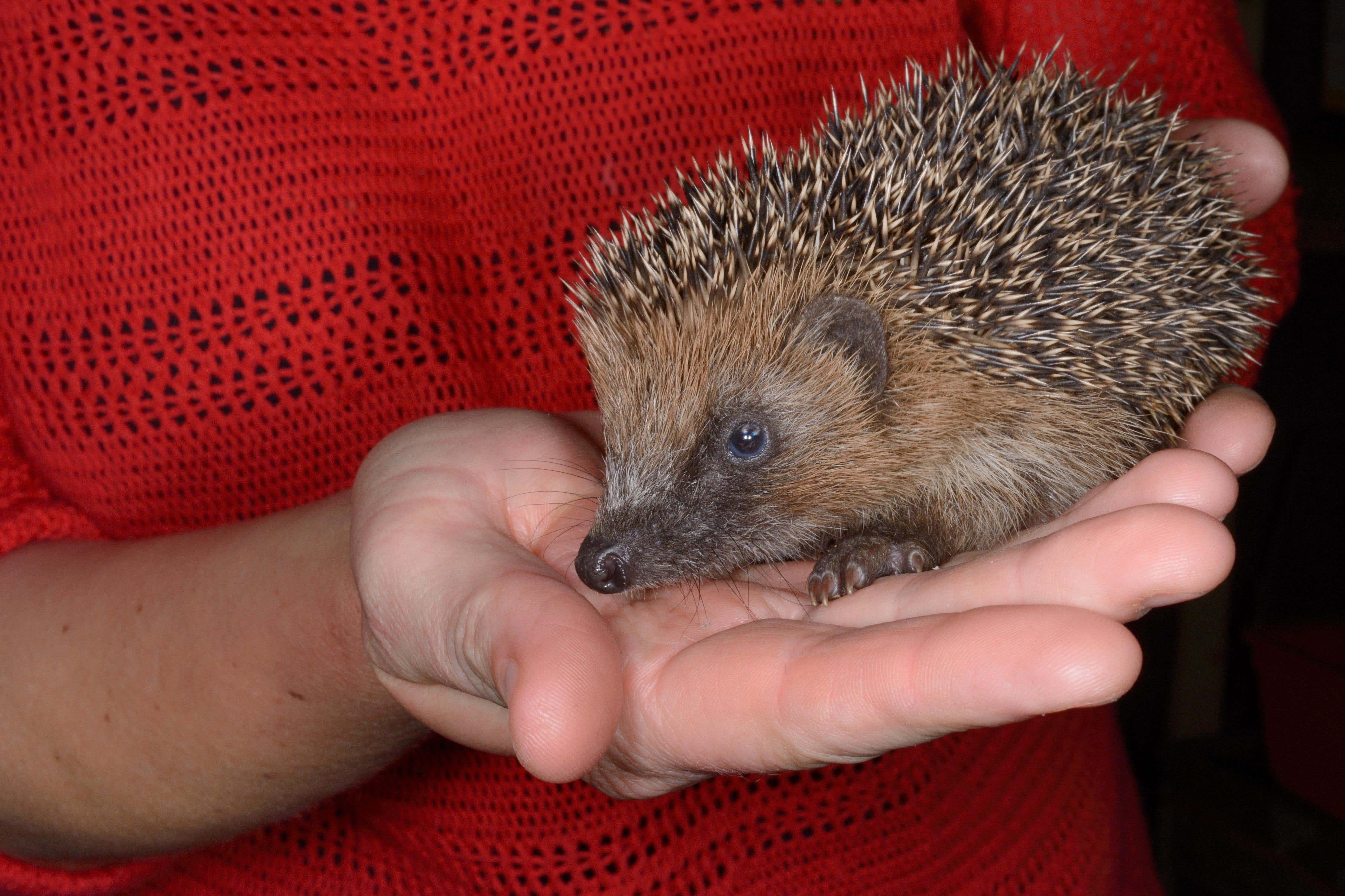 What to do if you spot a hedgehog in your garden (Alamy/PA)