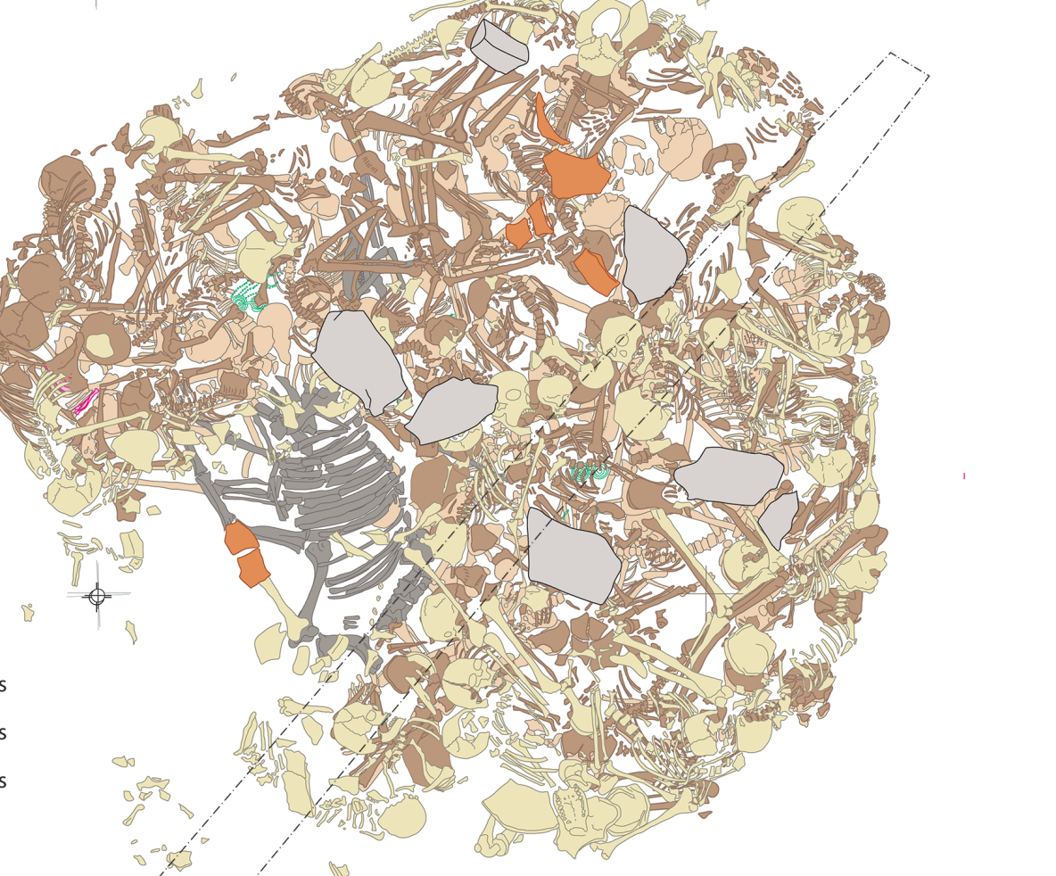 An archaeological drawing of the mass grave - showing the 77 skeletons and the cow