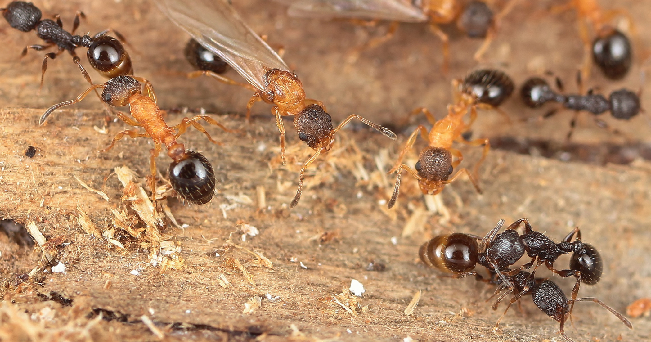 Parasitic ant species where every individual is a queen discovered in Japan