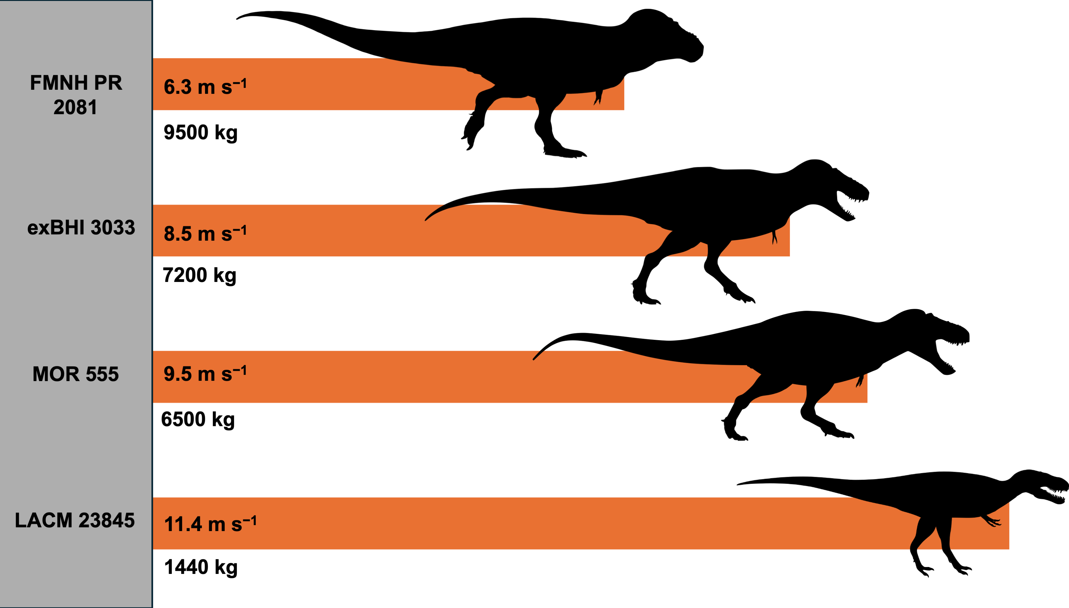 Diagram showing the speed and weight of T.rex revealed if it weighed about 1.4 tonnes it could have reached a top speed of 11.4 metres per second