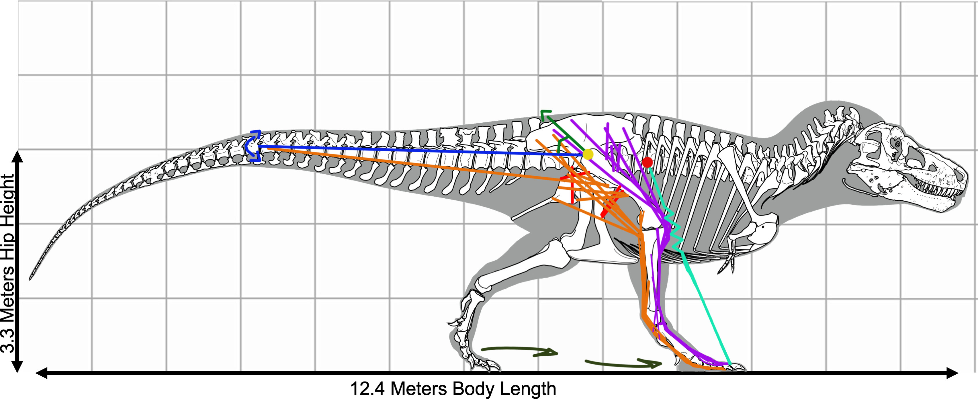 A visual representation of how a T rex may have moved