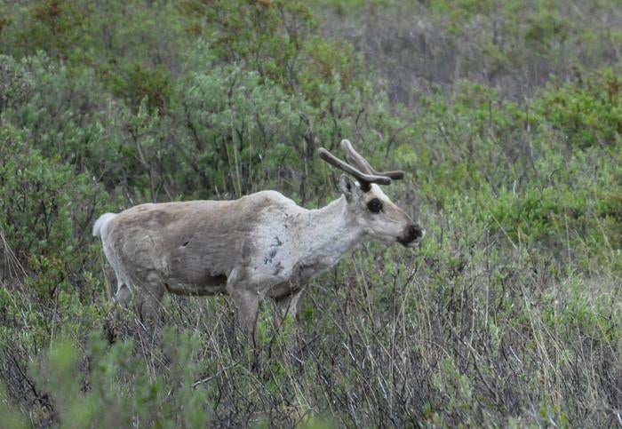Caribou found eating own body part to survive after epic Arctic migration: ‘My jaw dropped’