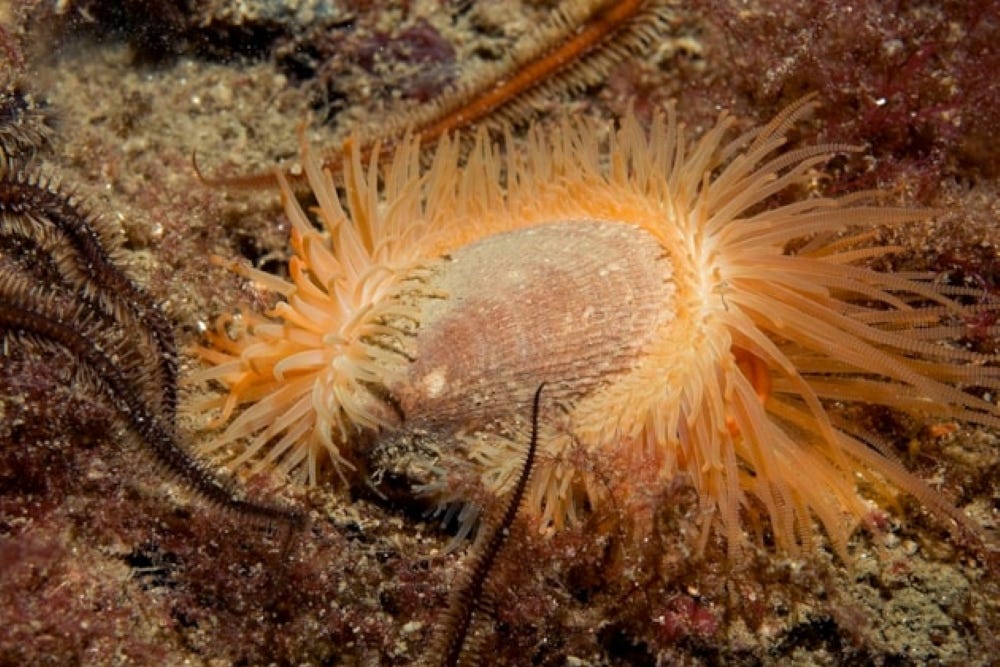 An exposed flame shell on a dense bed in Loch Carron
