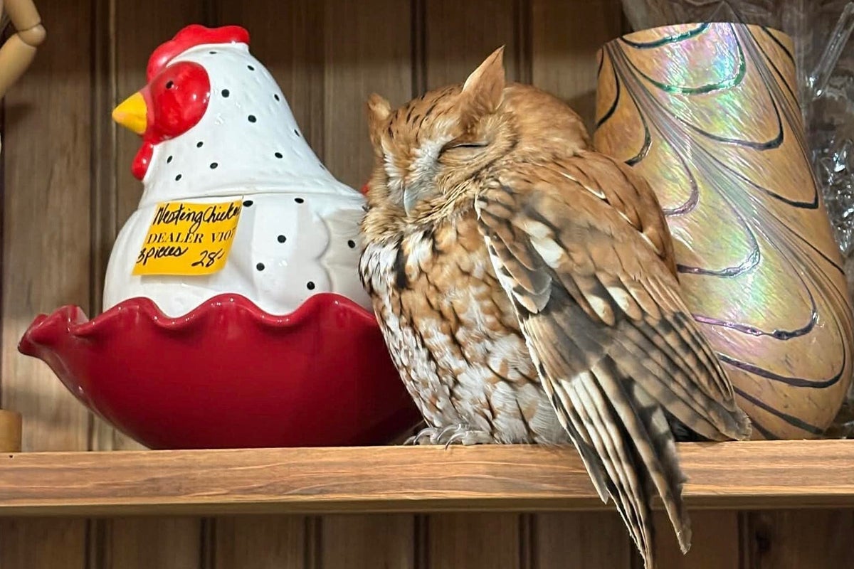 Article image for: Sleepy owl found resting next to cookie jar on New York antique store shelf
