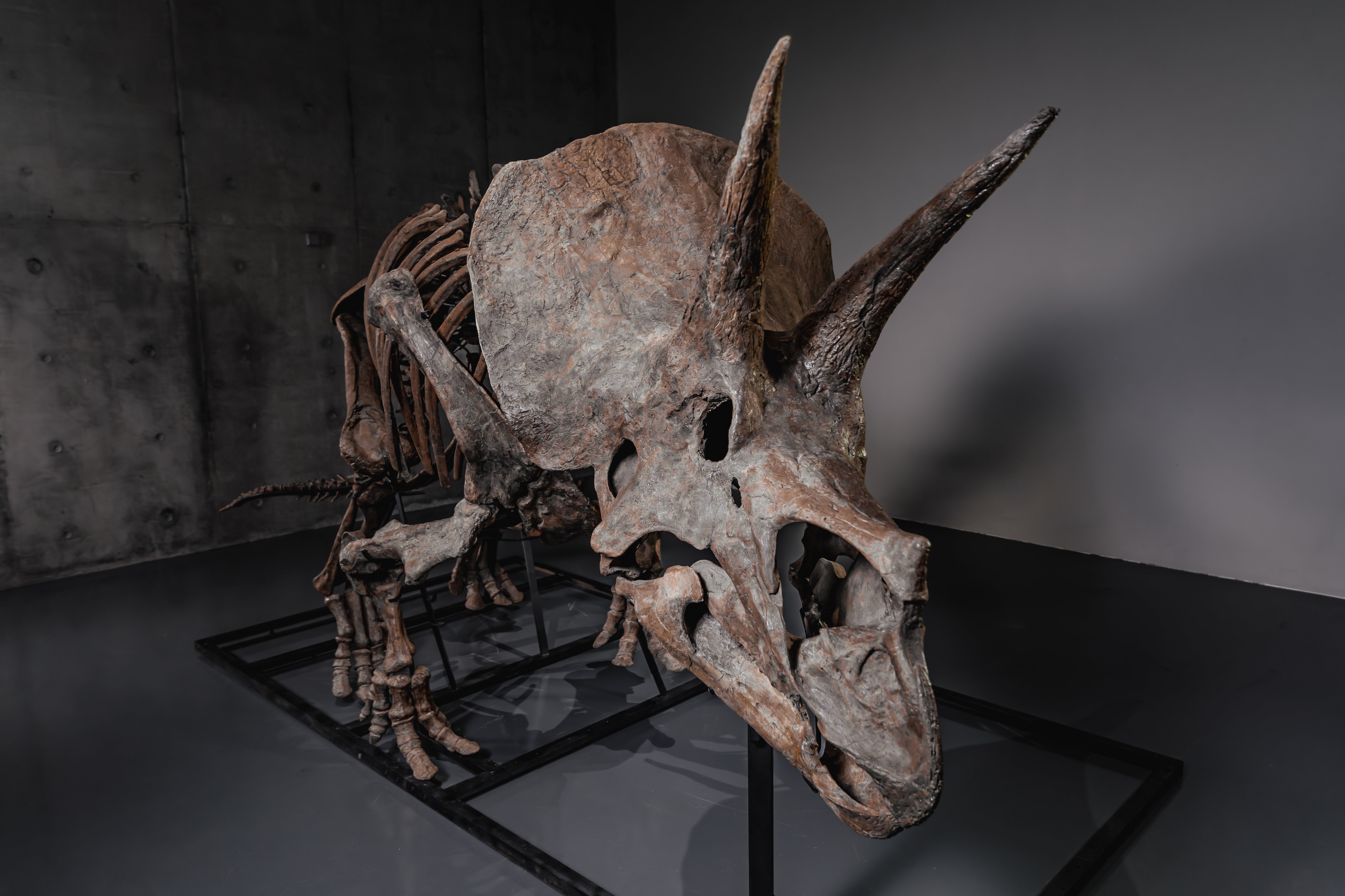 A triceratops skeleton, dubbed Trey, is displayed at Le Freeport, Singapore, Feb. 5, 2026