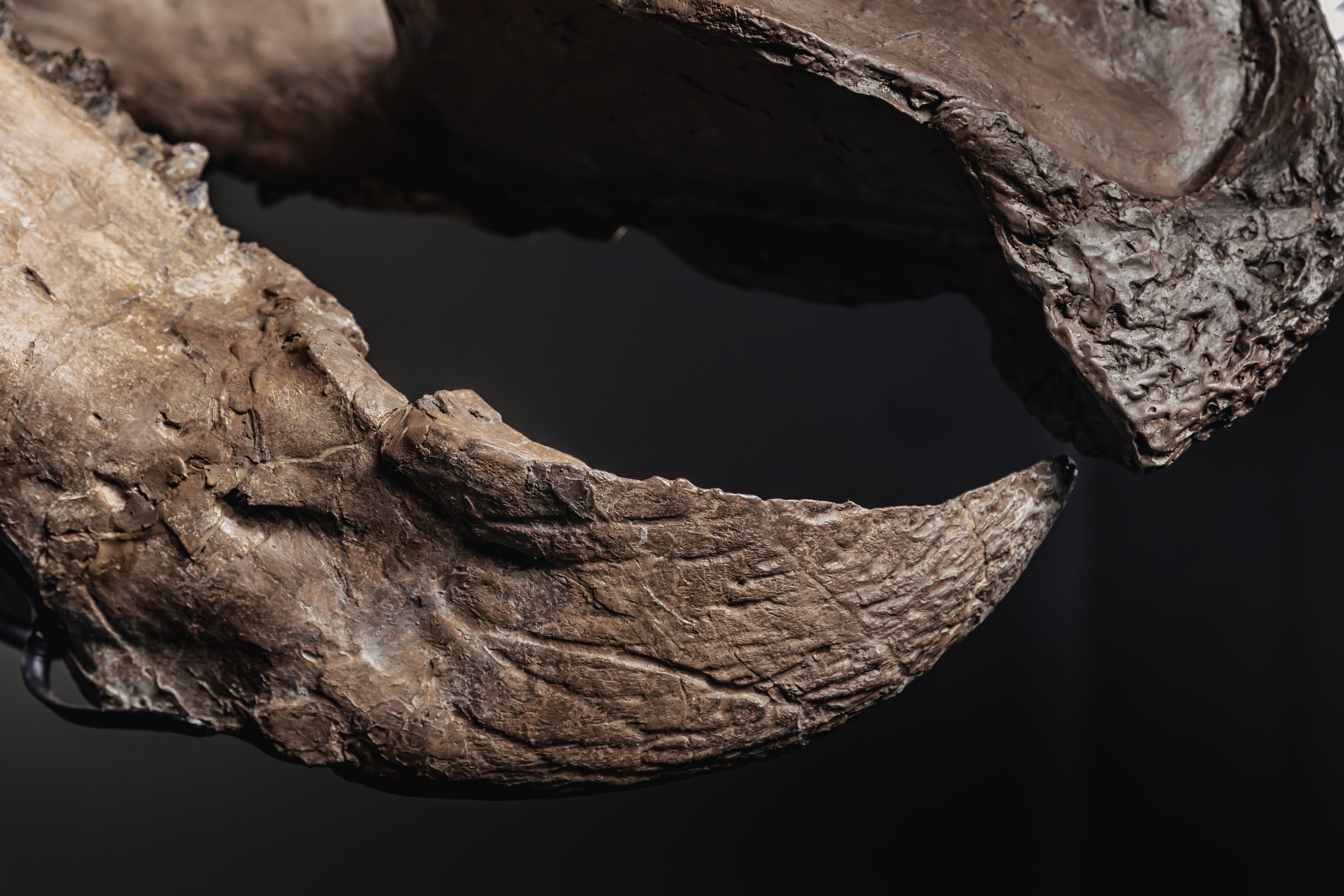 Valuation for the skeleton stands between $4.5 million to $5.5 million