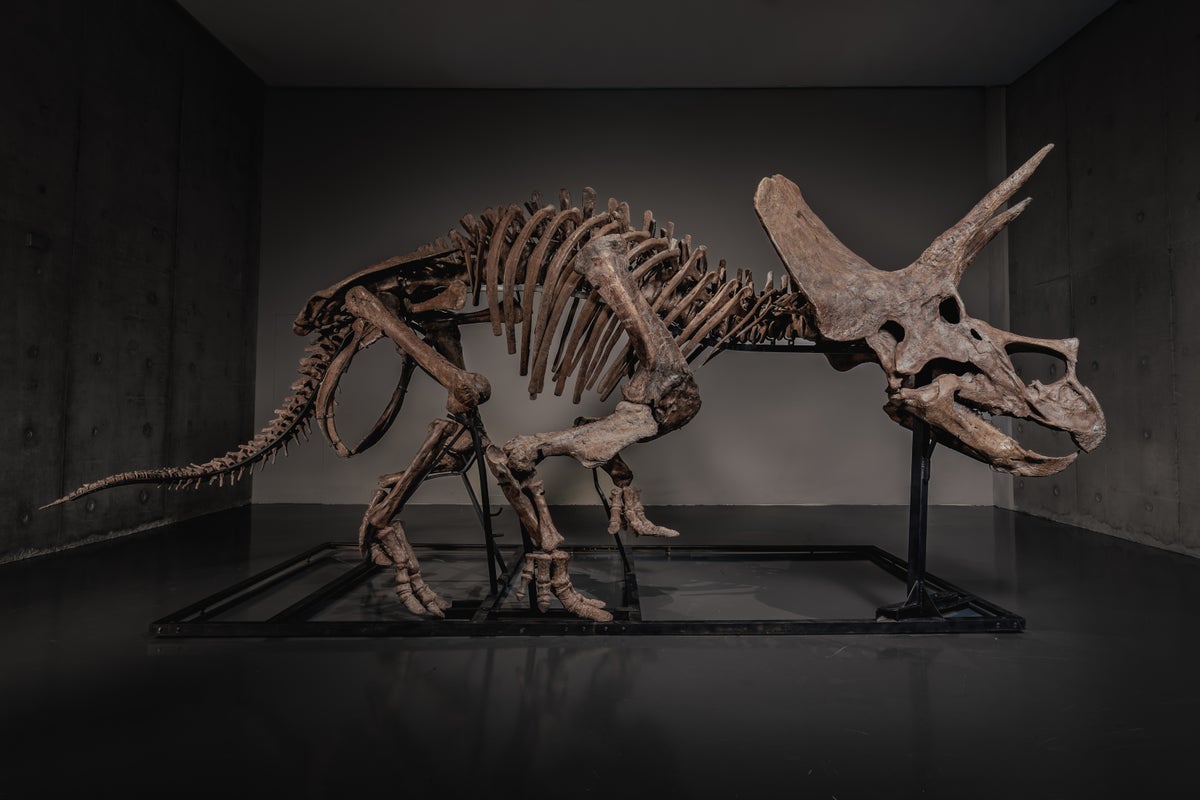 Triceratops skeleton set for multi-million dollar auction sale as fossil market booms