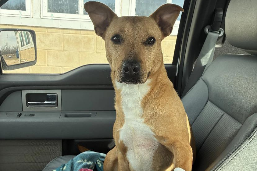 Beloved Tennessee shelter dog Scrappy finally finds her forever home after 803 days